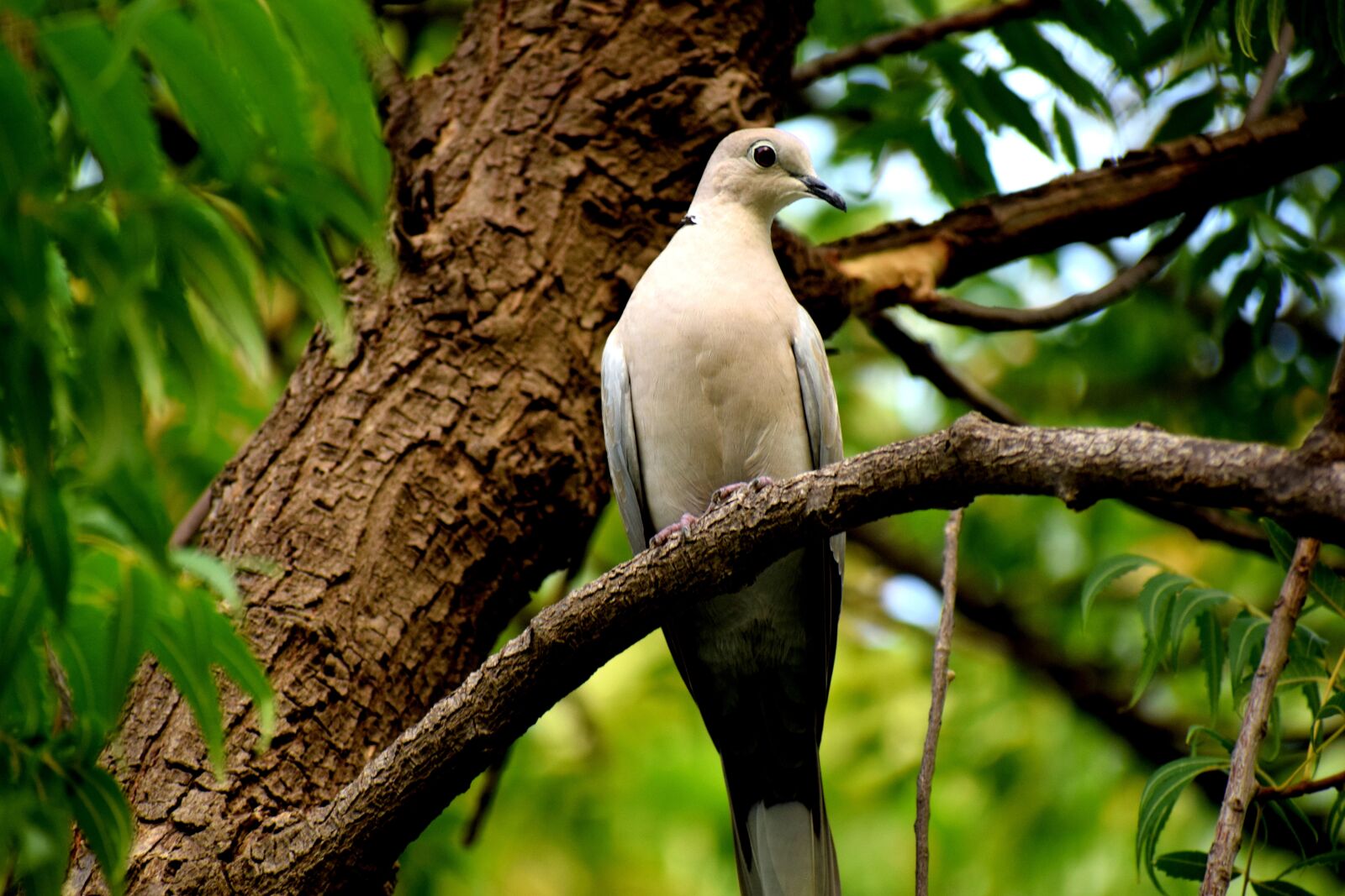 Nikon D3300 sample photo. Bird, dove, nature photography