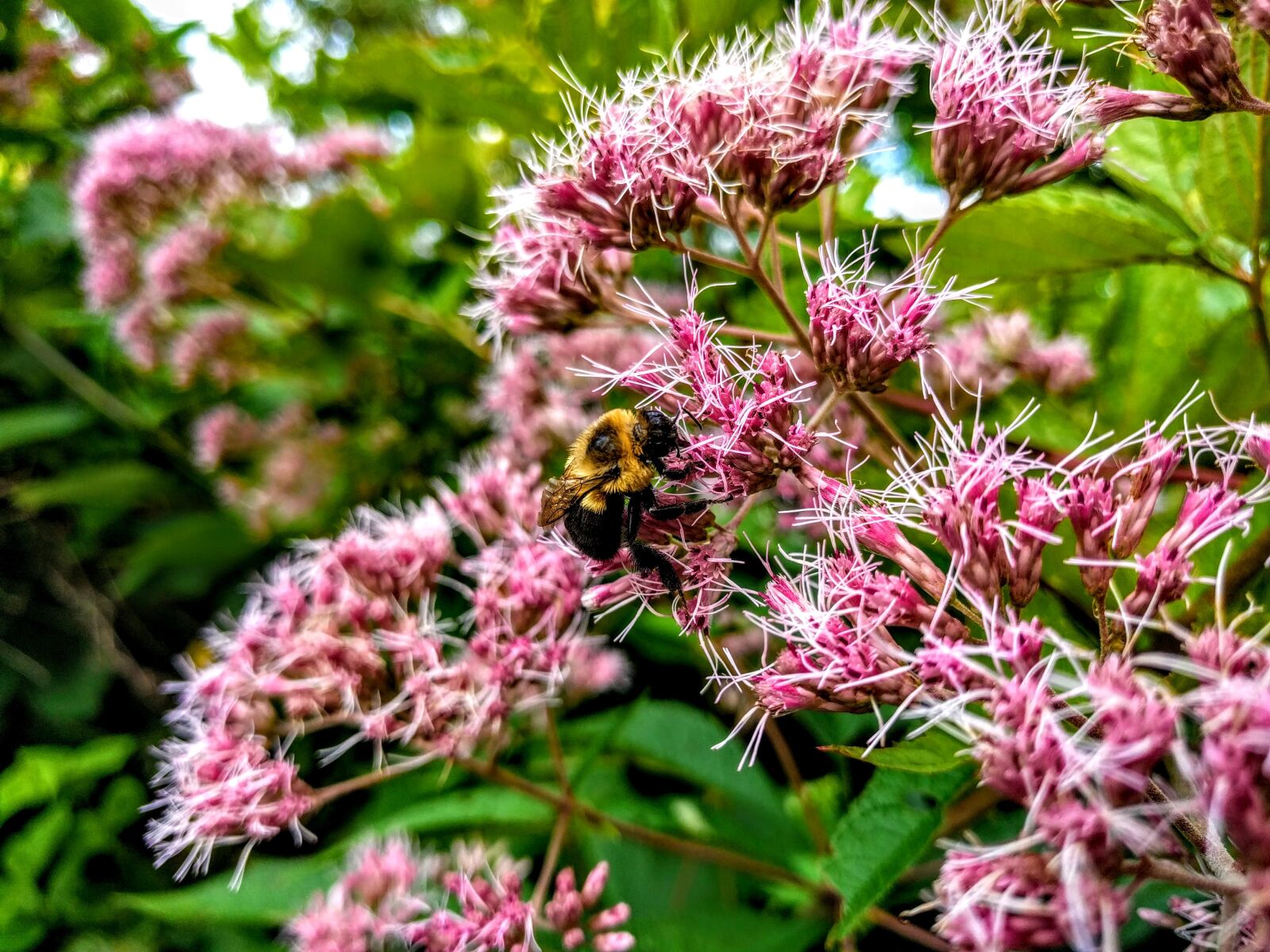 LG Nexus 5X sample photo. Bee, flowers, nature photography