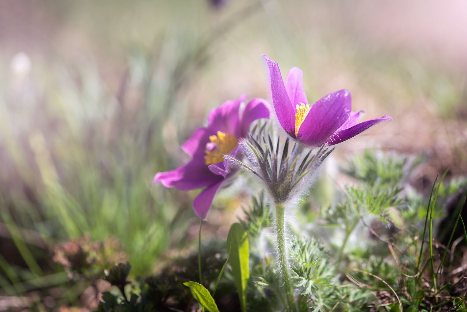 Nikon D750 sample photo. Anemone, purple, purple anemone photography