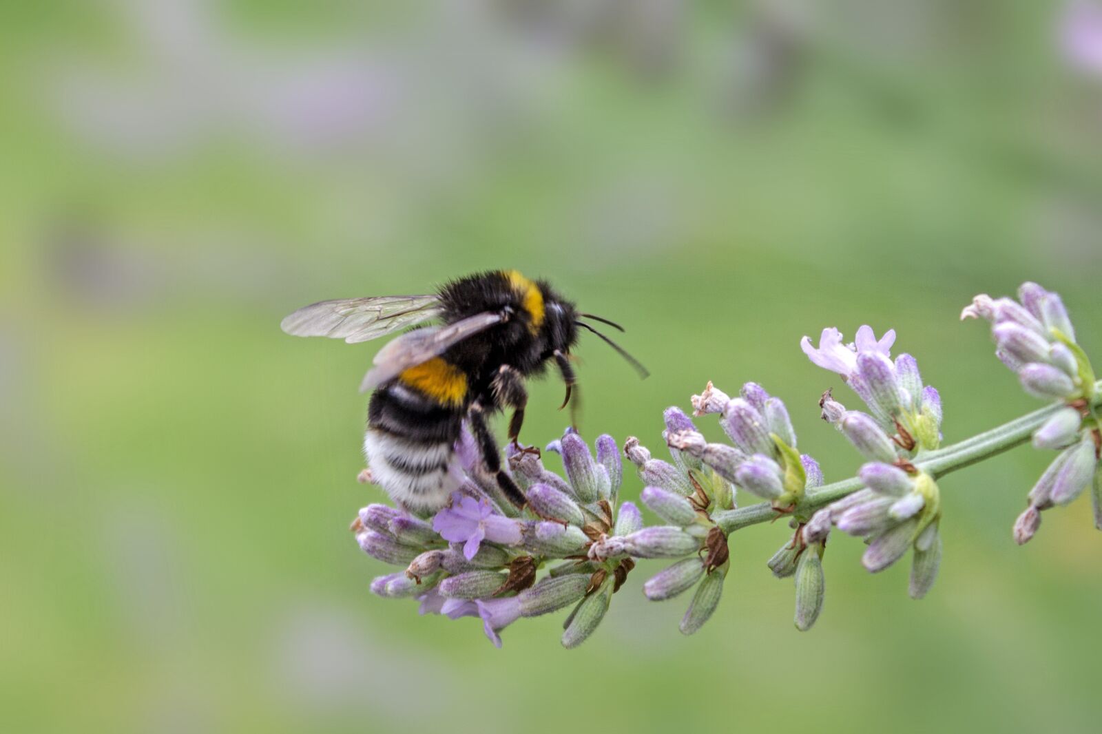 Canon EOS 600D (Rebel EOS T3i / EOS Kiss X5) sample photo. Bee, honey bee, bees photography