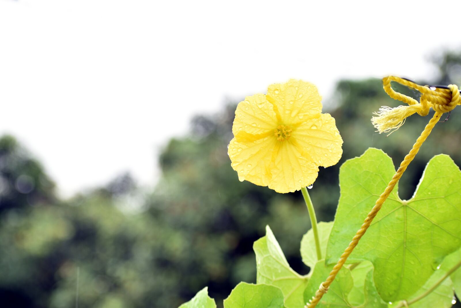 Nikon D5600 sample photo. Ridge gourd flower, yellow photography
