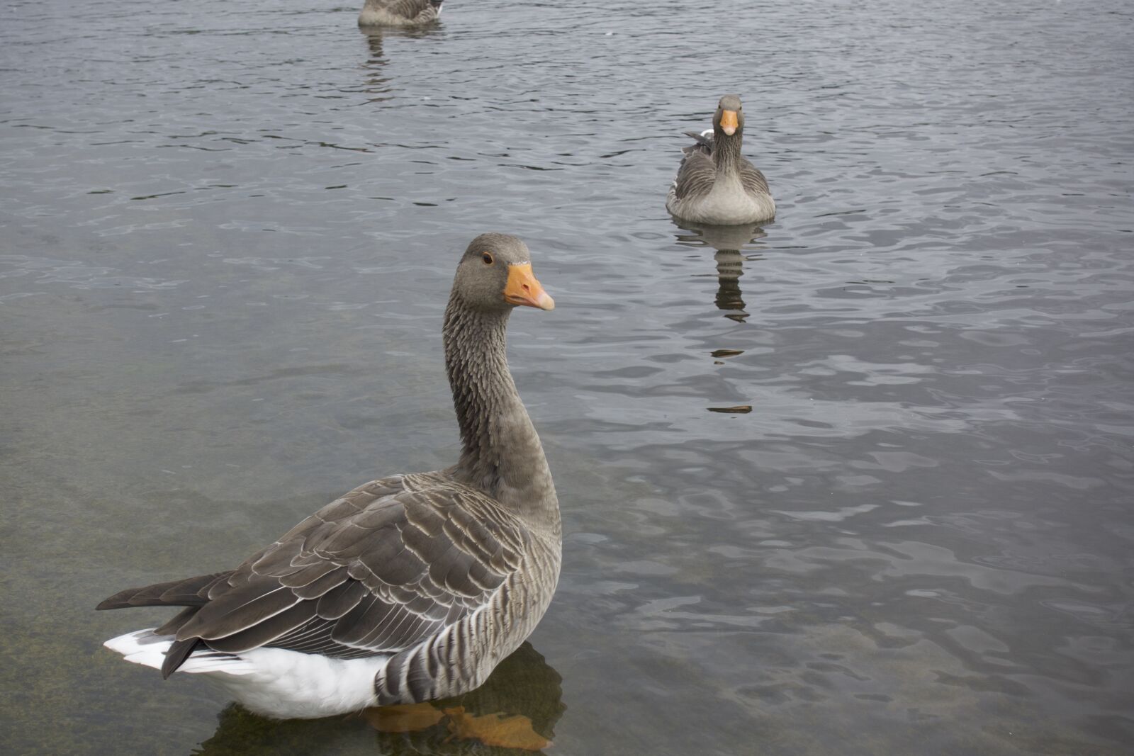 Sony Cyber-shot DSC-RX100 IV sample photo. Waters, bird, lake photography