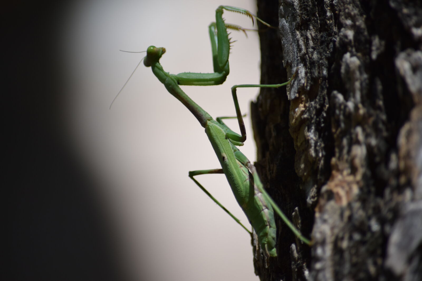 Nikon D5300 sample photo. Bug, nature, pray, praying photography