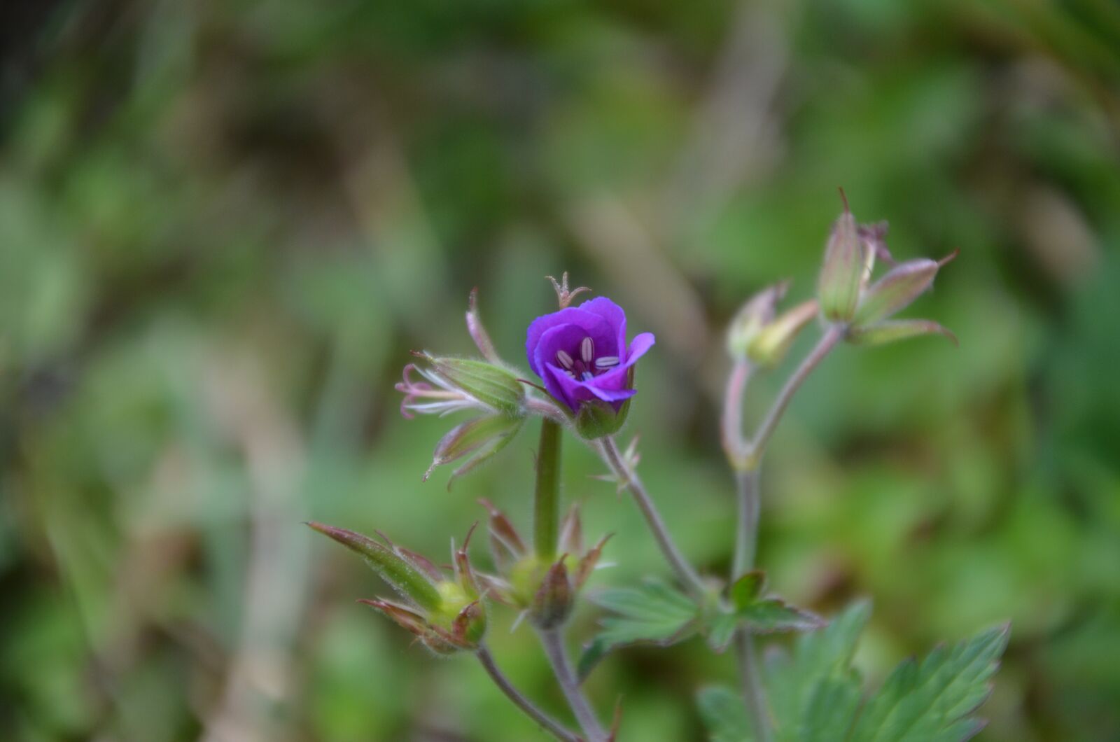Nikon D5100 sample photo. Flower, blossom, bloom photography