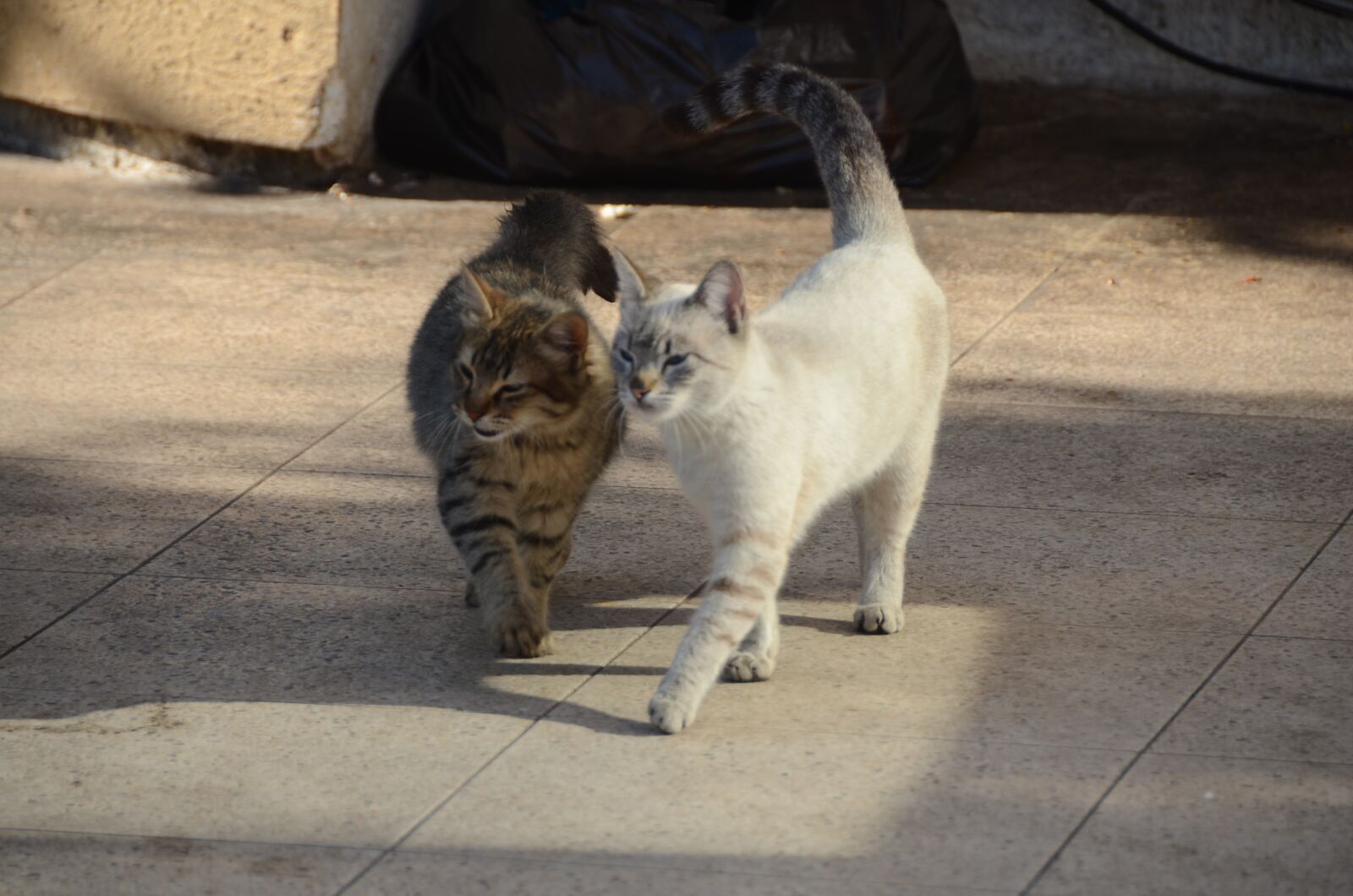 Nikon D7000 sample photo. Chats, cat's, animal photography