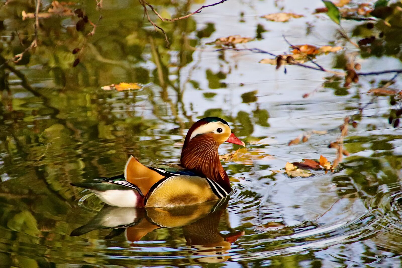 Canon EOS 77D (EOS 9000D / EOS 770D) sample photo. Duckling, duck, lake photography