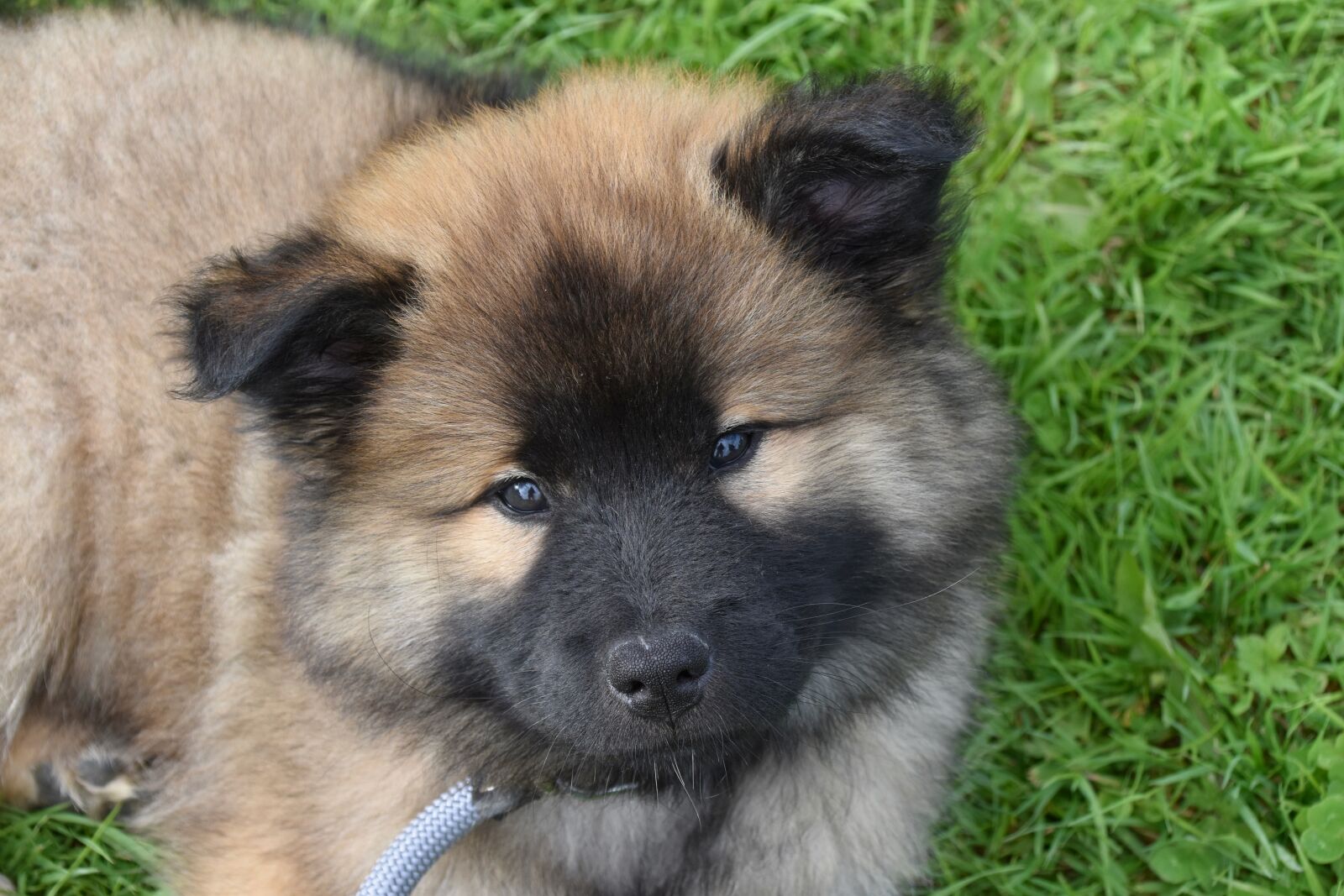 Nikon D5600 sample photo. Dog, puppy, pup photography