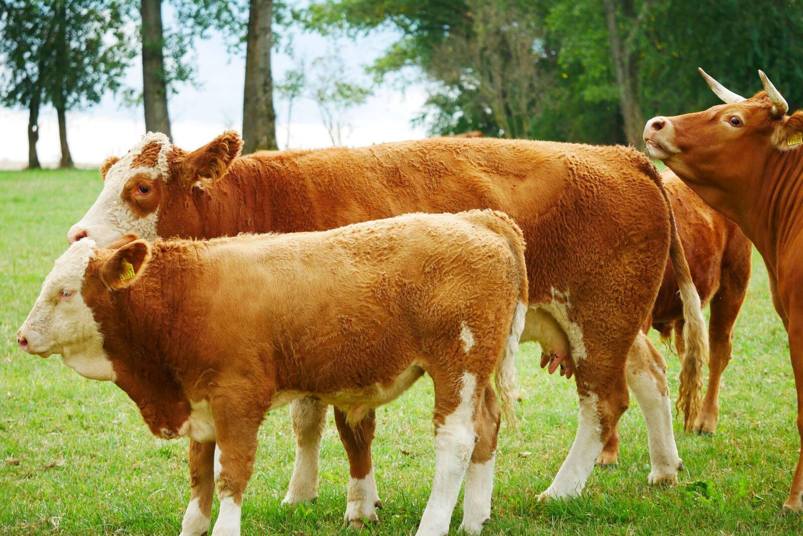 Panasonic Lumix DC-GX850 (Lumix DC-GX800 / Lumix DC-GF9) sample photo. Cow, animal, livestock photography