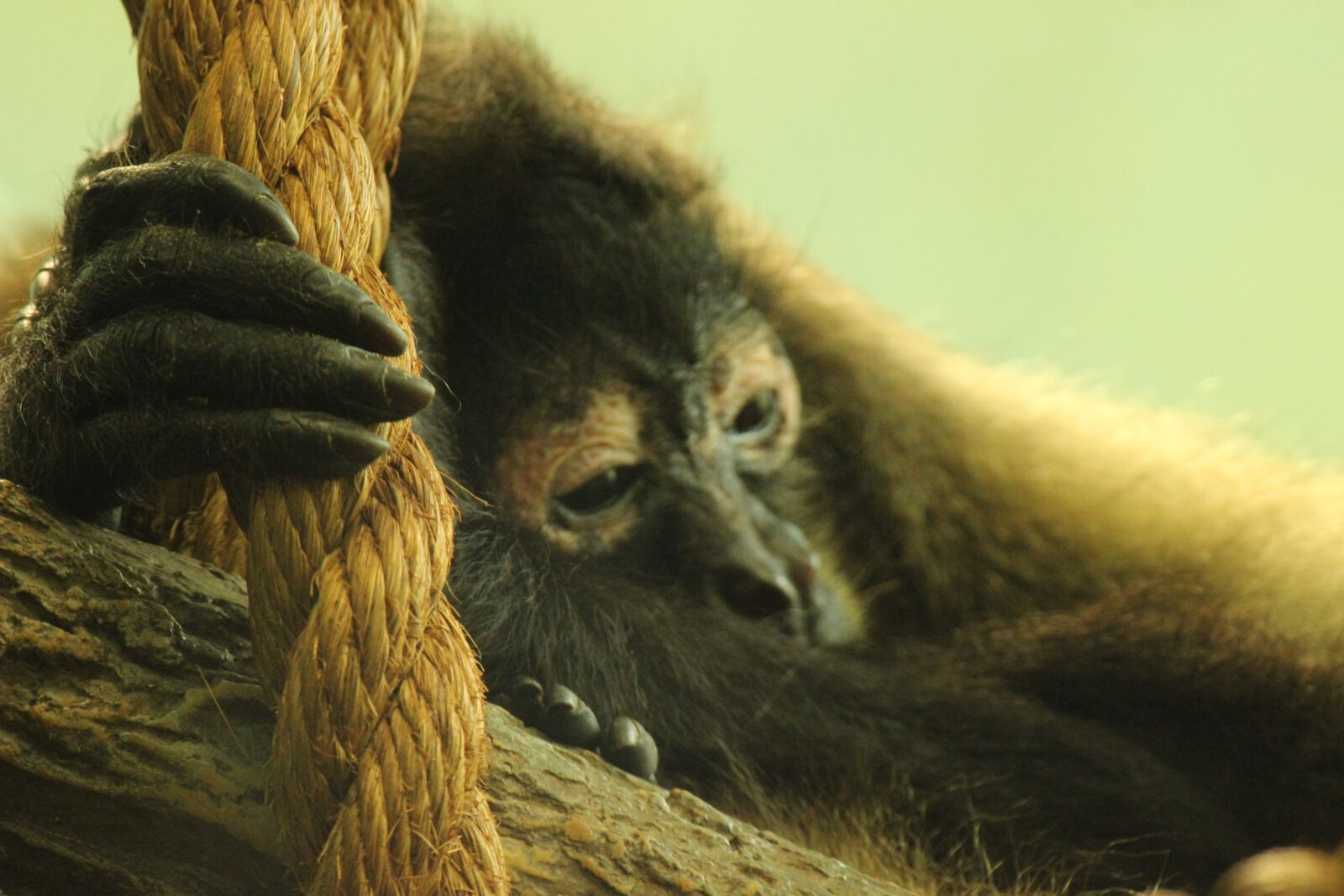 Canon EOS 600D (Rebel EOS T3i / EOS Kiss X5) sample photo. Primate, saint louis, zoo photography