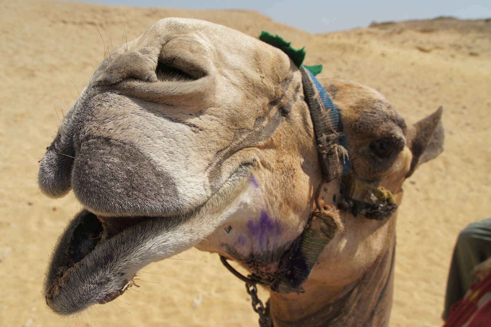 Sony Alpha NEX-5 + Sony E 18-200mm F3.5-6.3 OSS sample photo. Egypt, camel, dromedary photography