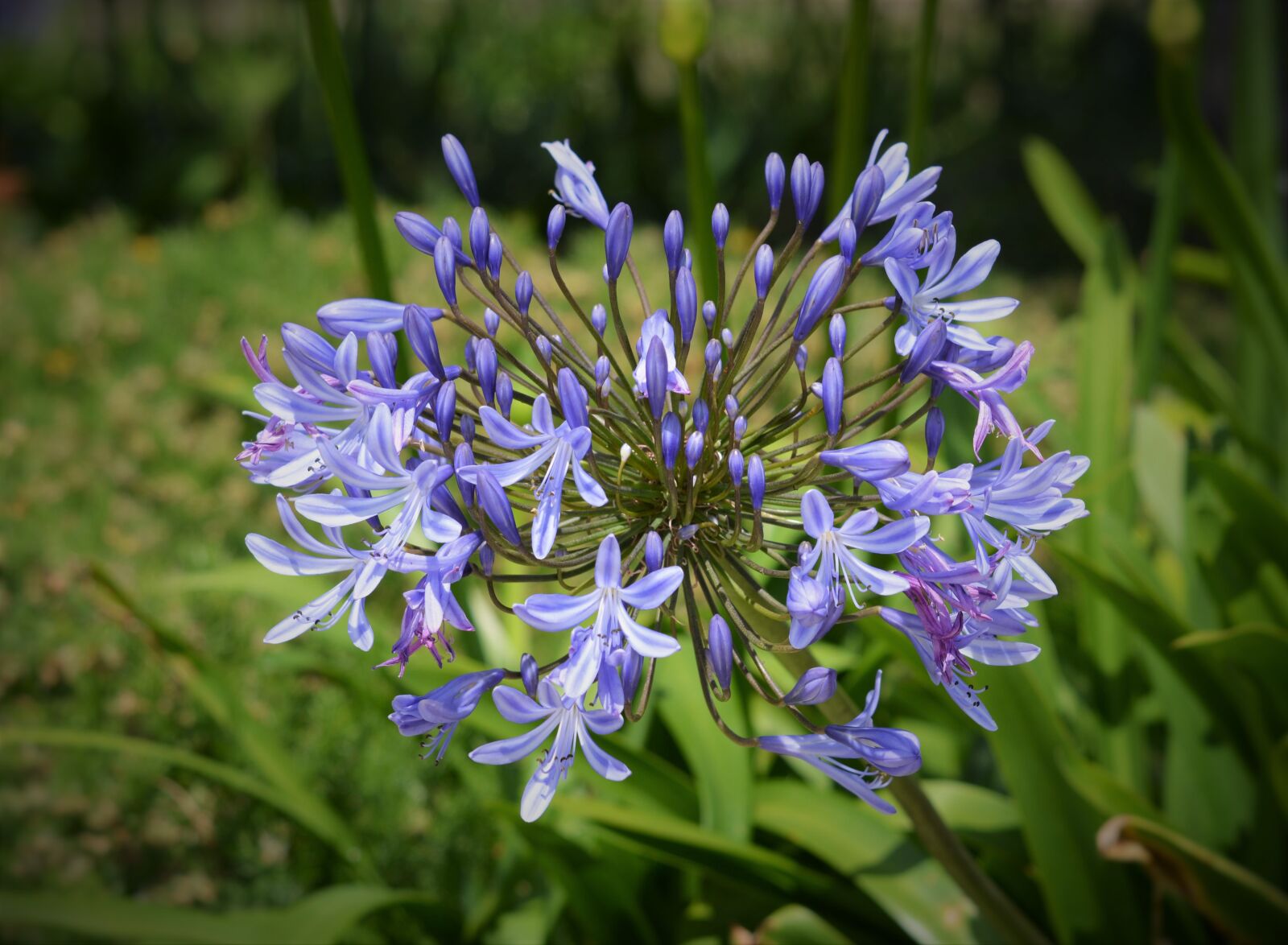 Nikon D5200 sample photo. Flower, decorative onion, flora photography