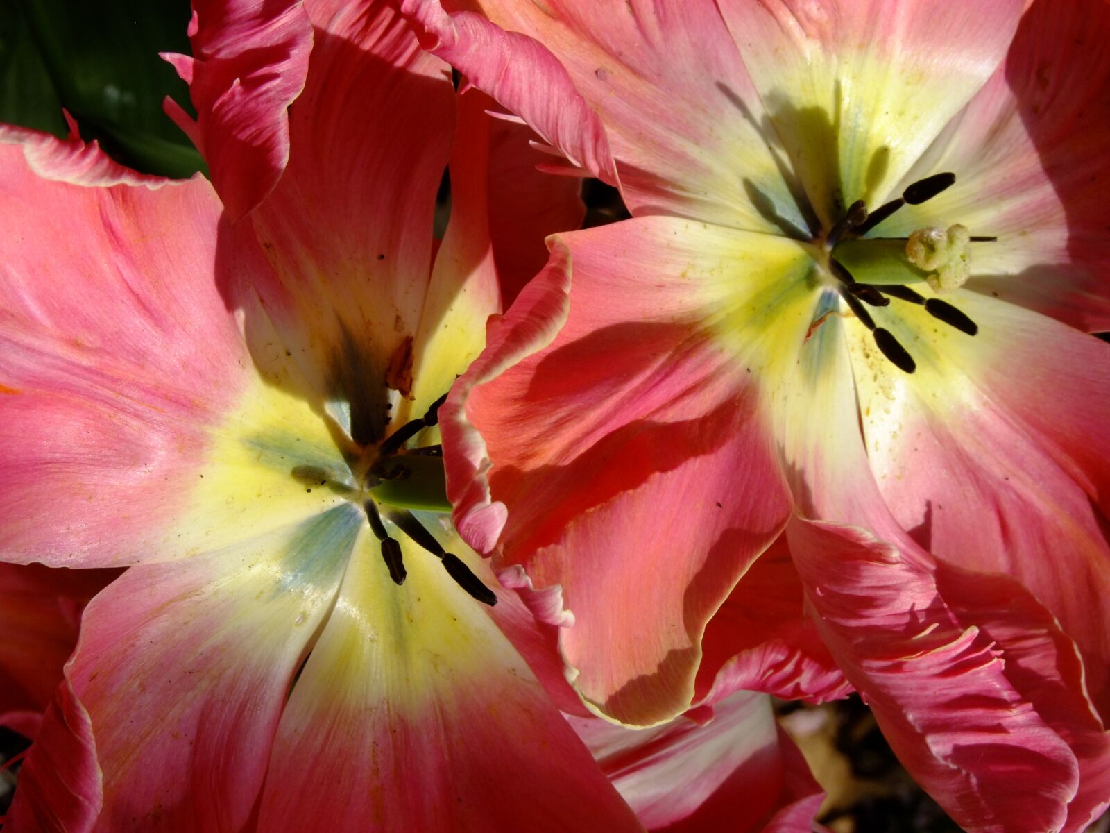 FujiFilm FinePix S200EXR (FinePix S205EXR) sample photo. Tulip, blossom, bloom photography