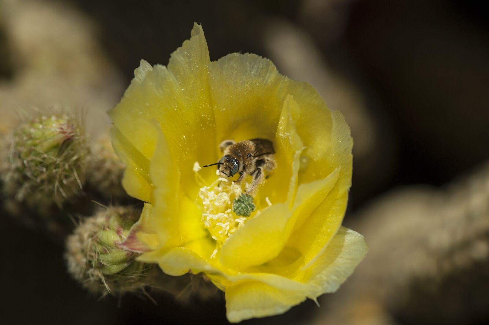 Nikon D3 sample photo. Bee, flower, insect photography