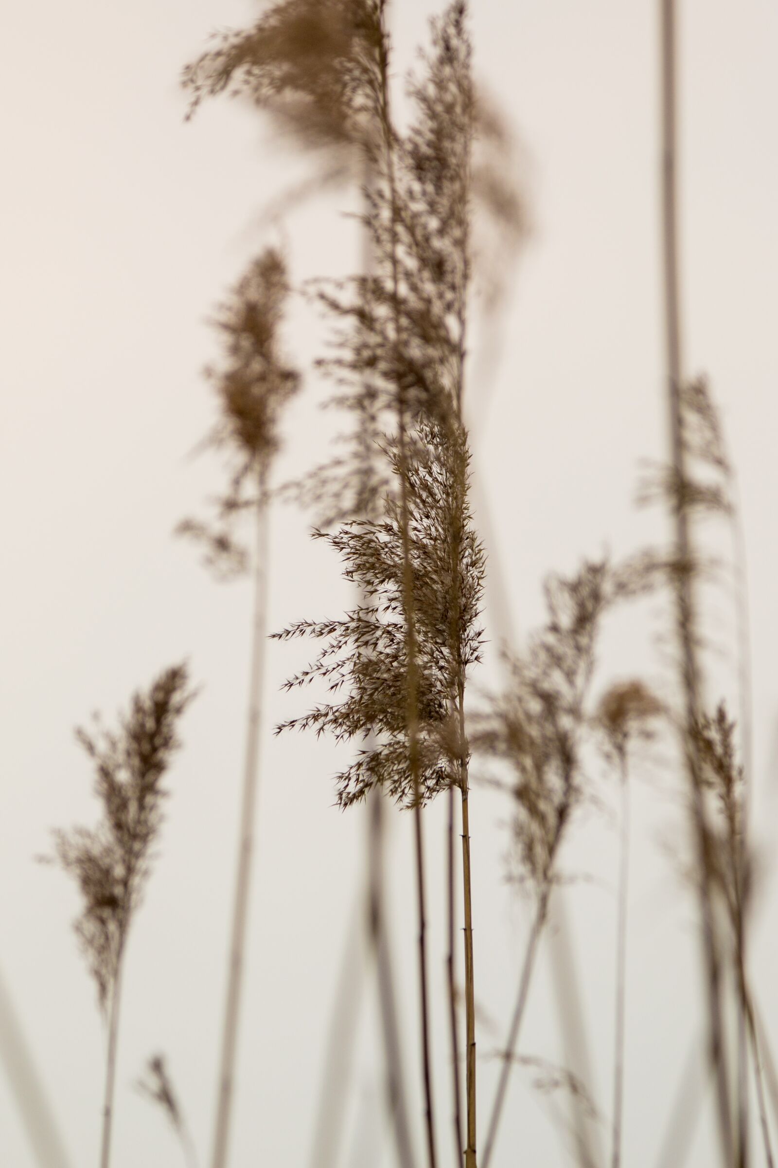 150-600mm F5-6.3 DG OS HSM | Contemporary 015 sample photo. Reed, lake, pond photography