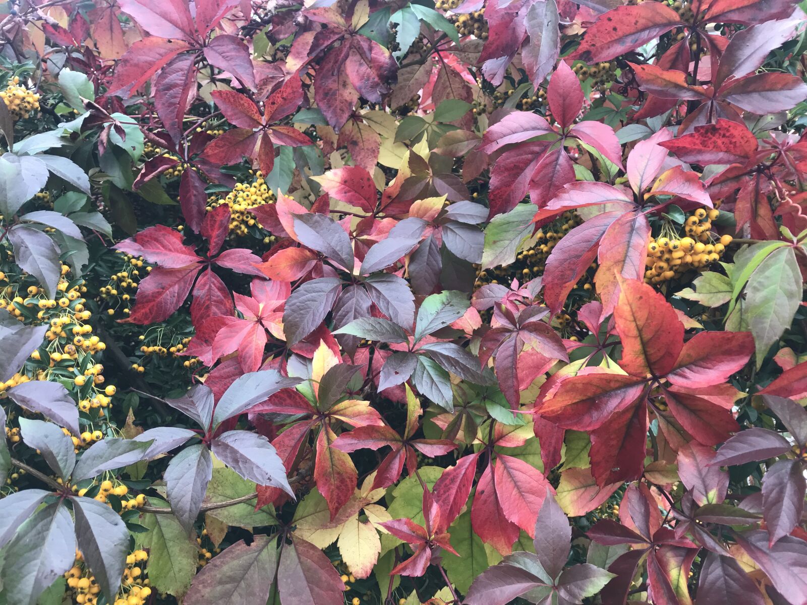 Apple iPhone 7 sample photo. Bush, garden, plant photography