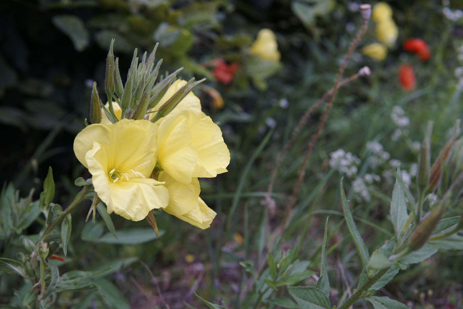 30mm F1.4 DC DN | Contemporary 016 sample photo. Flower, wild flower, yellow photography