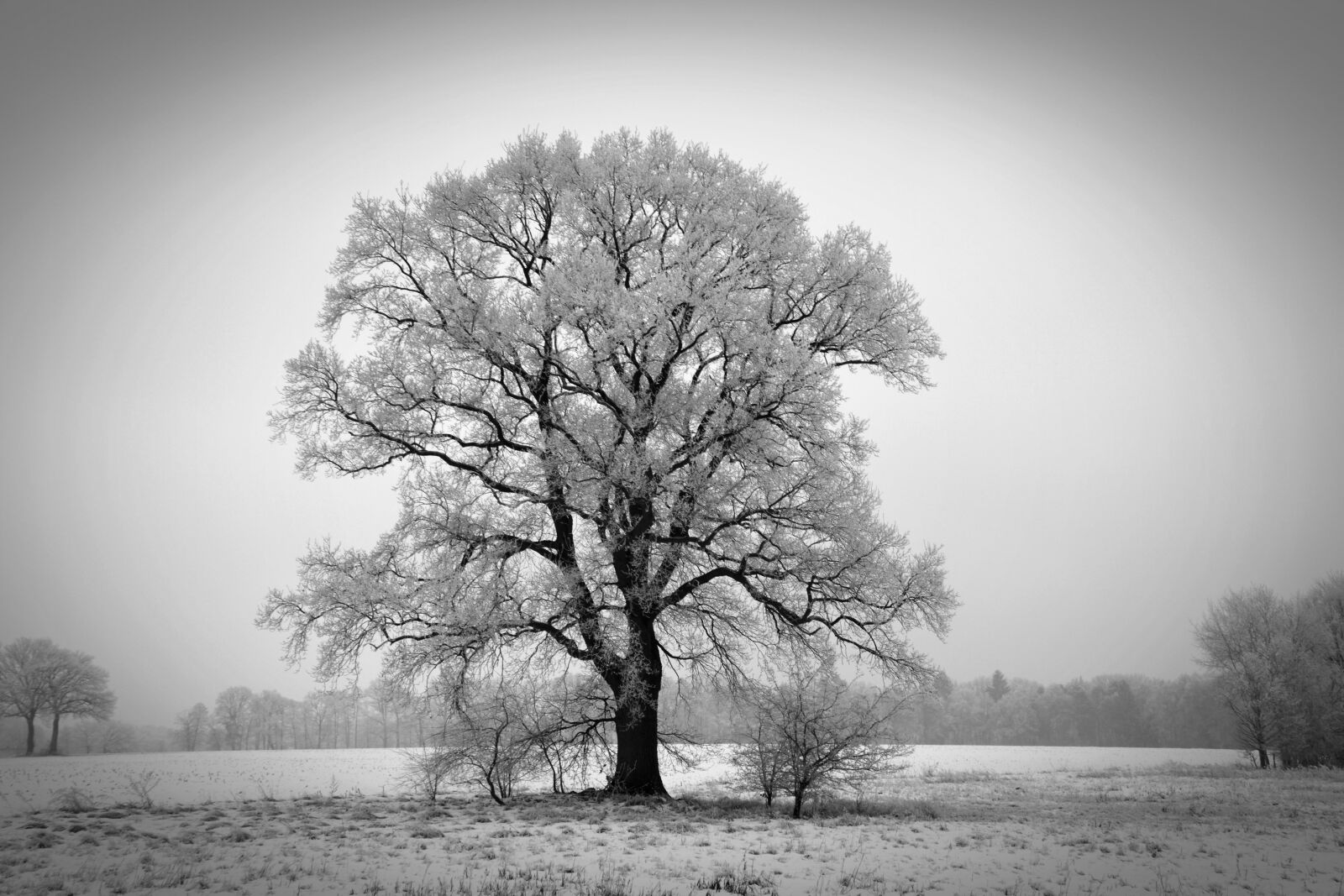 Nikon D5200 sample photo. Winter, tree, winterbaum photography