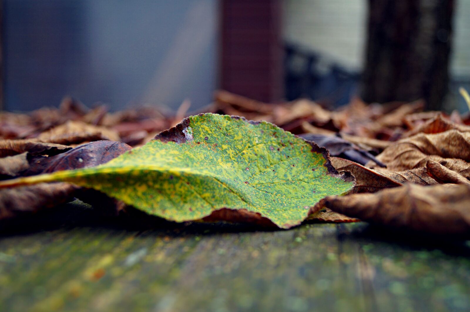 Sony DT 18-55mm F3.5-5.6 SAM II sample photo. Autumn, case, leaves photography