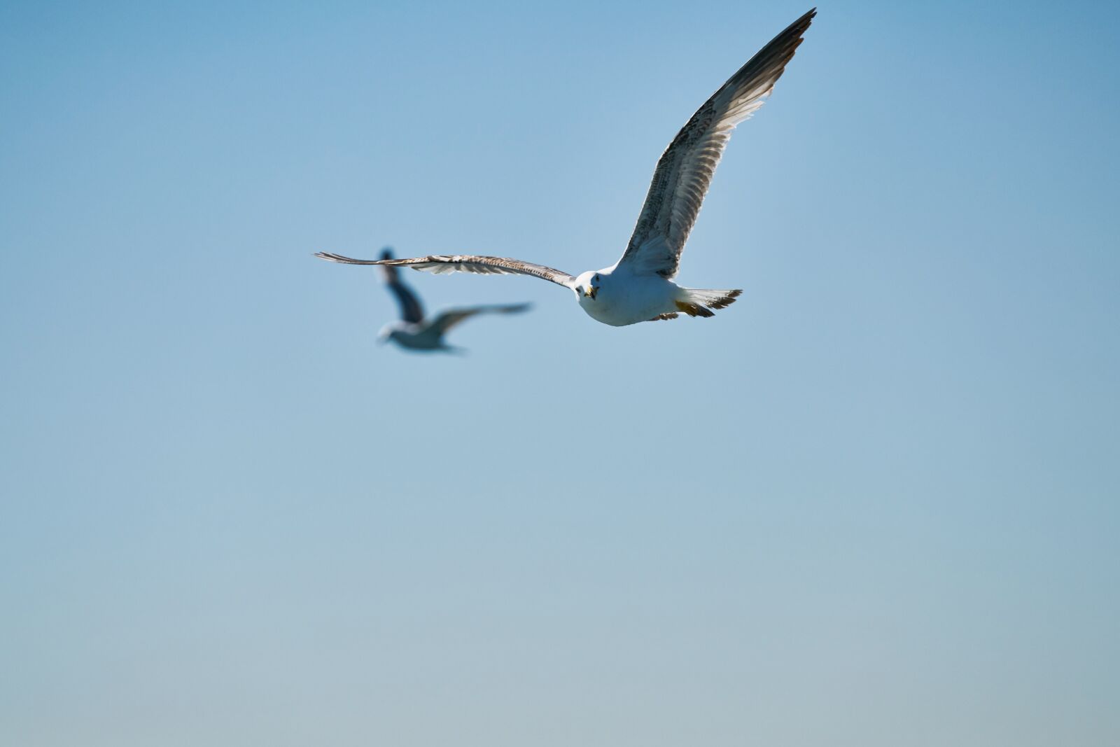Sony FE 70-200mm F4 G OSS sample photo. March, gulls, bird photography