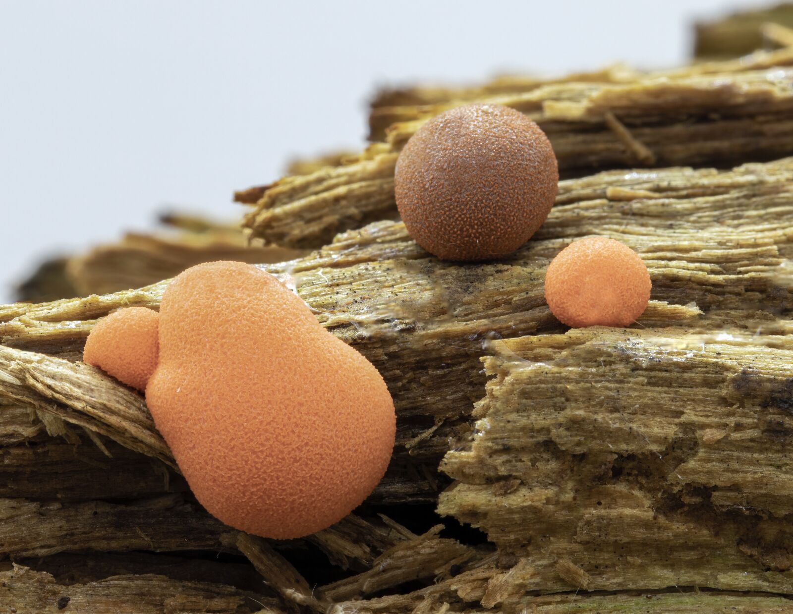 Canon EOS 800D (EOS Rebel T7i / EOS Kiss X9i) sample photo. Slime mold, wolfs milk photography