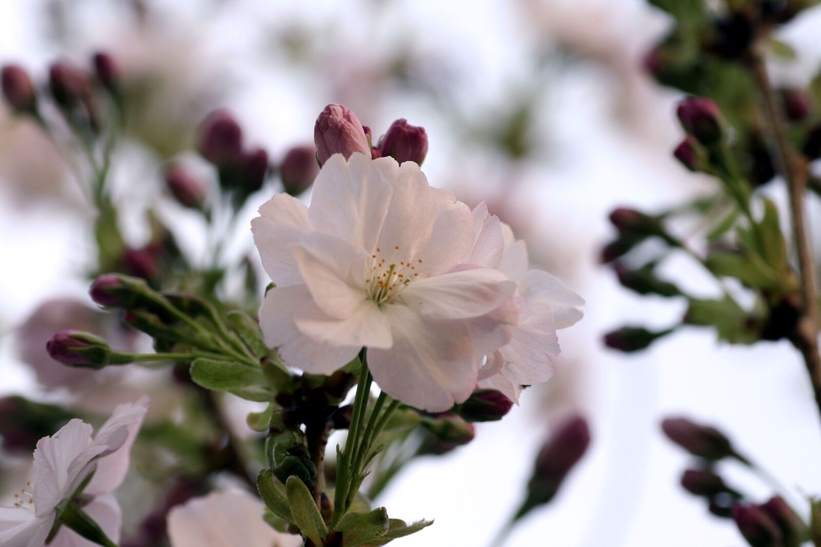 Canon EOS 350D (EOS Digital Rebel XT / EOS Kiss Digital N) sample photo. Prunus, flower, plant photography