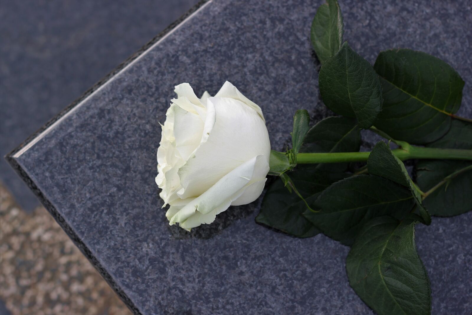 Canon EOS 550D (EOS Rebel T2i / EOS Kiss X4) sample photo. White rose, purity symbol photography