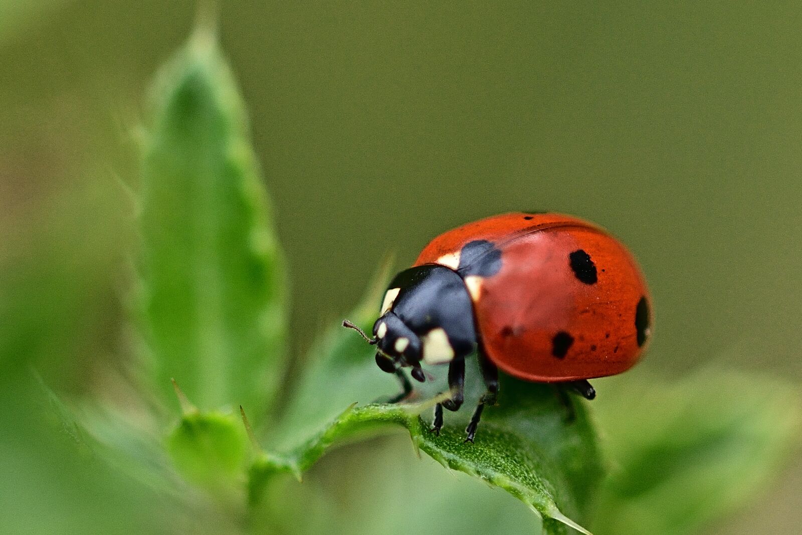 Nikon D5200 sample photo. Ladybug, leaf, nature photography