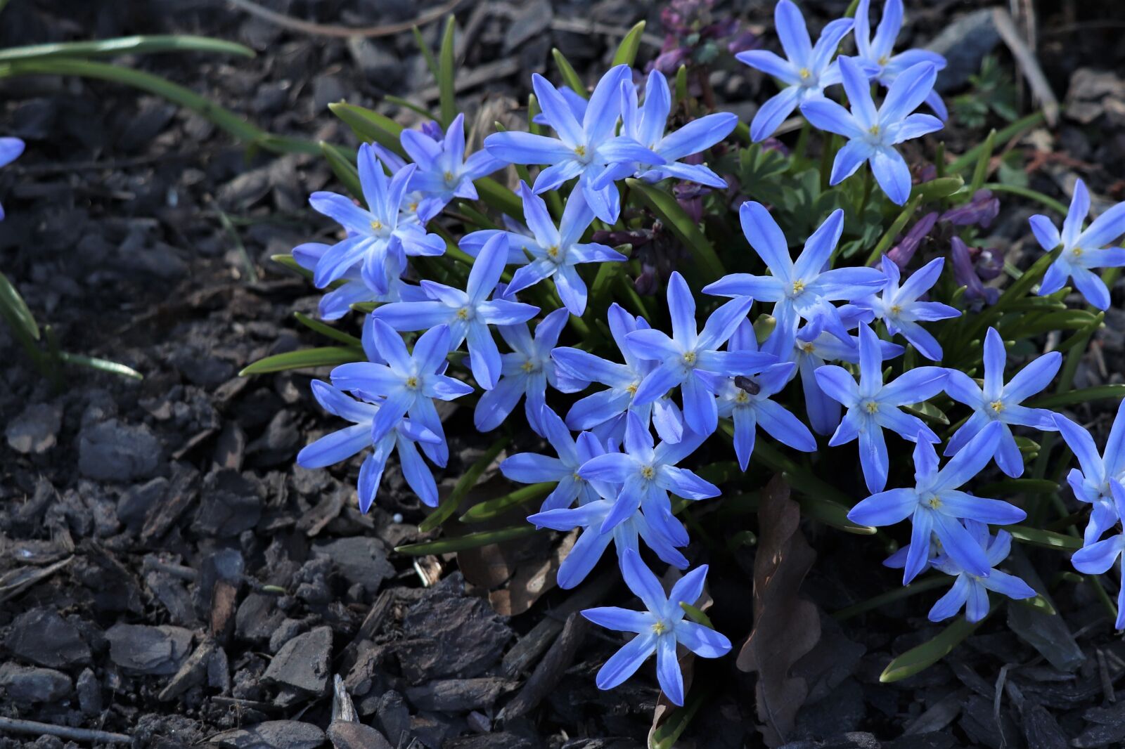 Canon EOS 77D (EOS 9000D / EOS 770D) sample photo. Primula, flowers, spring photography