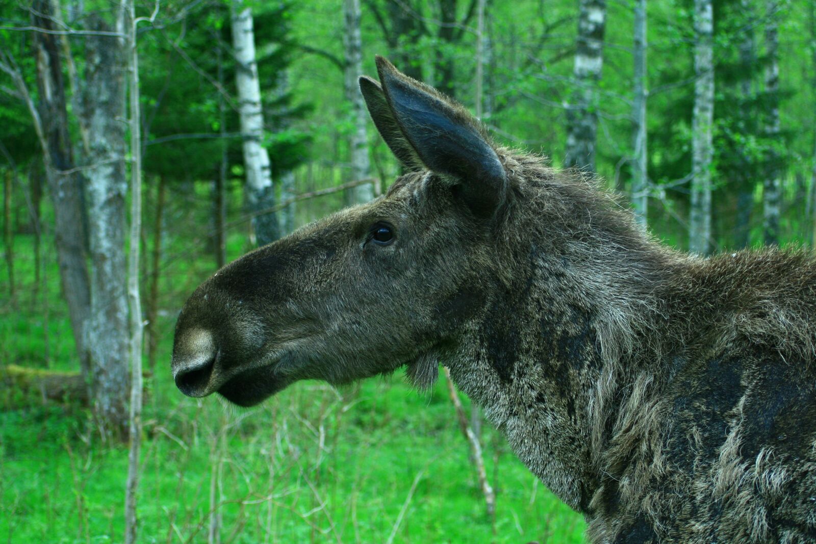 Canon EOS 400D (EOS Digital Rebel XTi / EOS Kiss Digital X) sample photo. Nature, moose, sweden photography