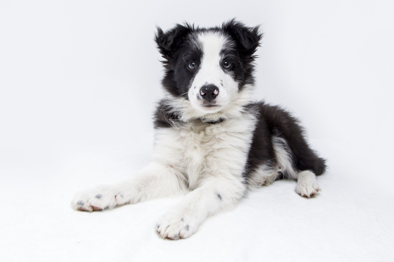 Canon EOS-1D Mark IV sample photo. Puppy, dogs, collie photography