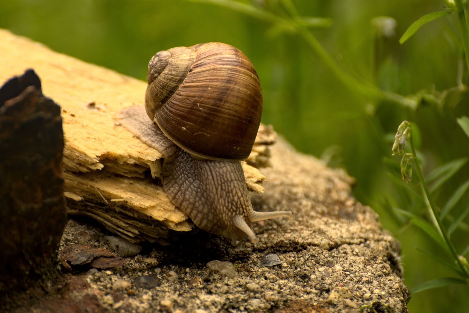 Nikon D7200 sample photo. Snail, nature, summer photography