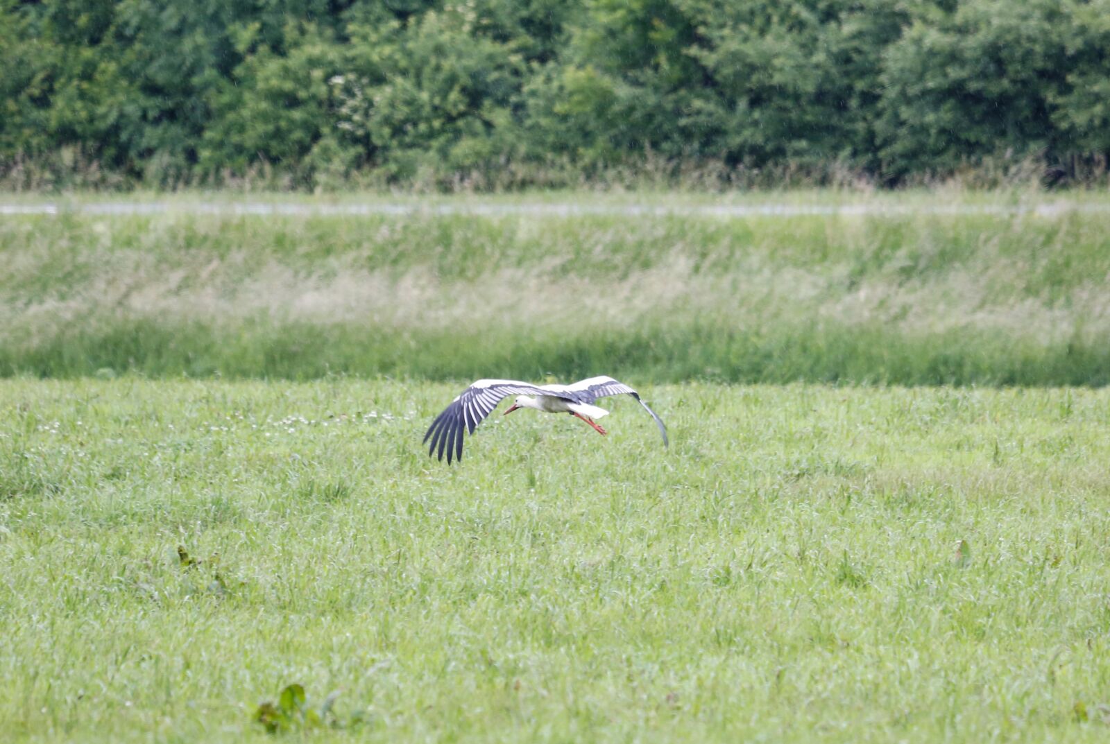Canon EF 100-400mm F4.5-5.6L IS USM sample photo. Stork, meadow, flight photography