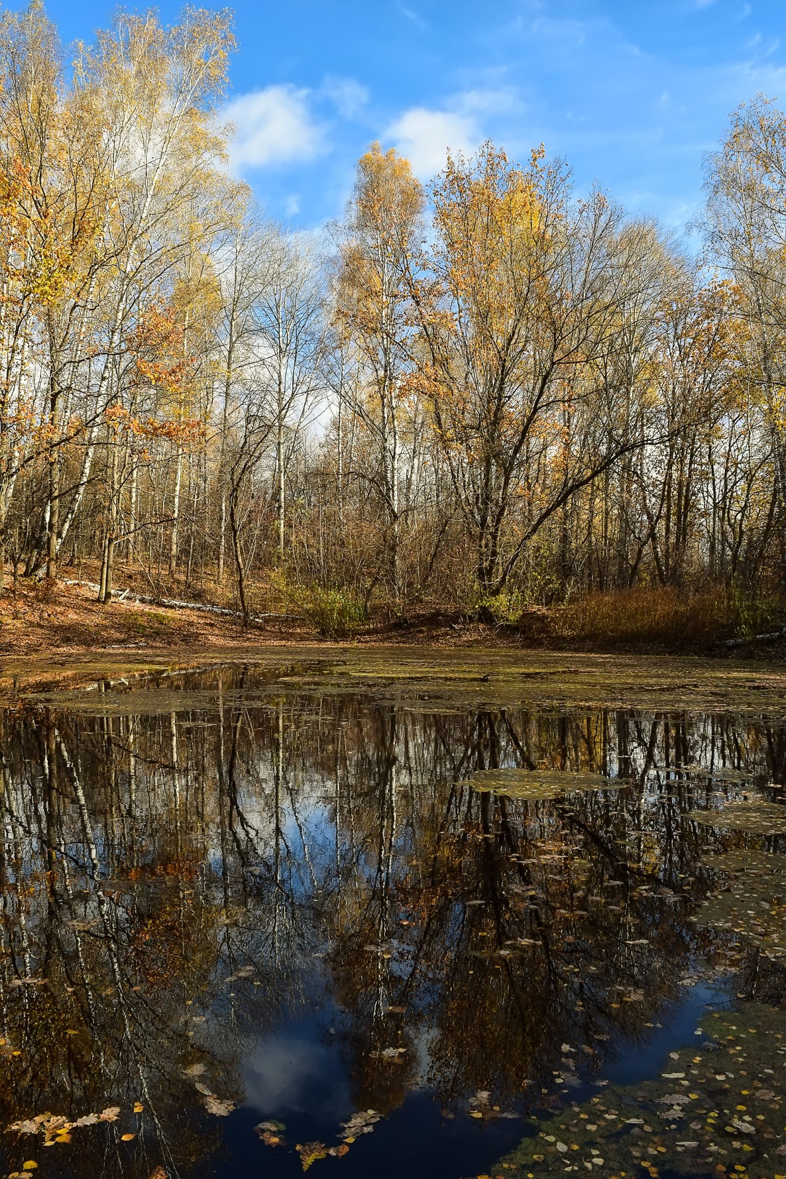 Nikon D3300 sample photo. Forest, pond, autumn photography