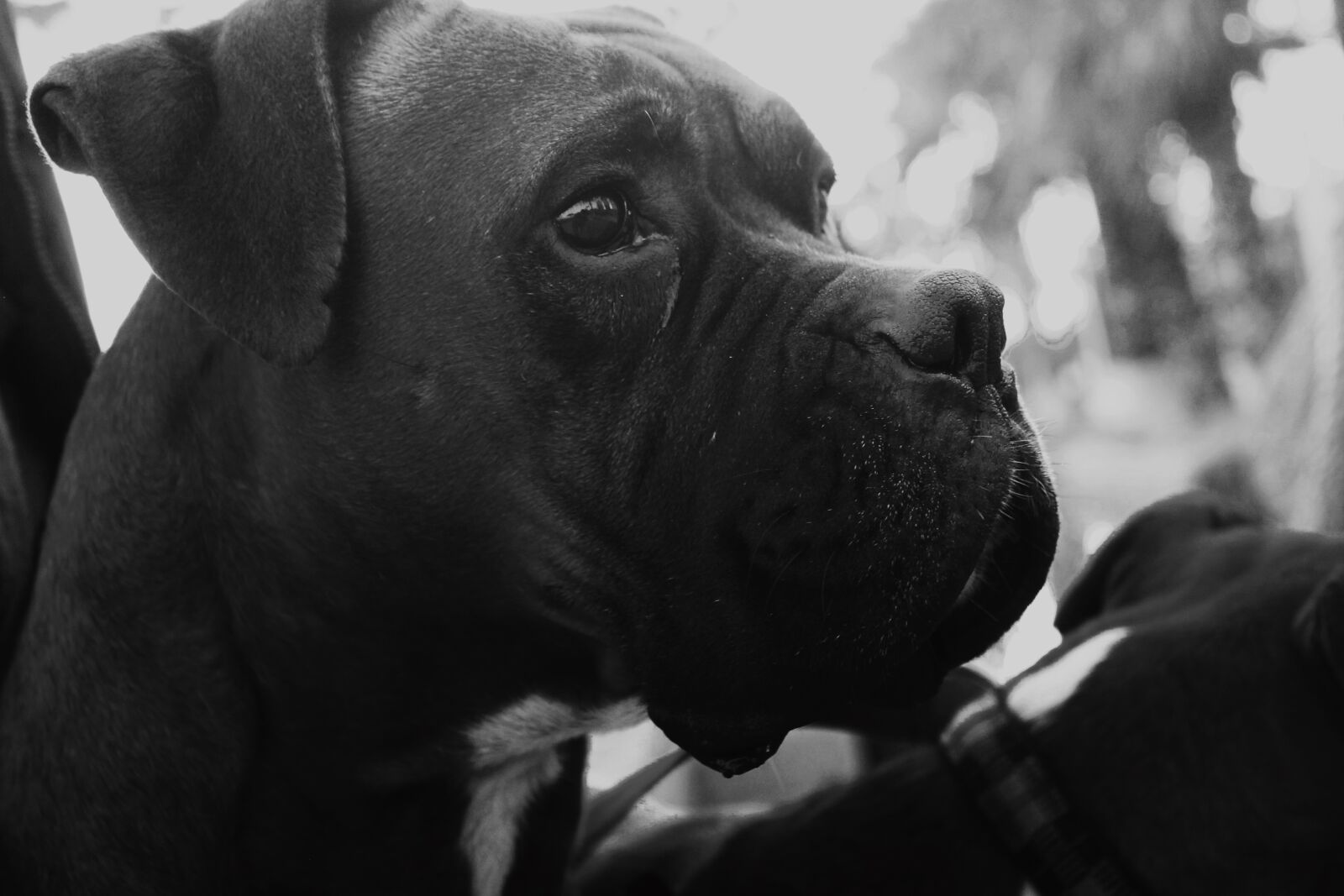 Canon EOS 1100D (EOS Rebel T3 / EOS Kiss X50) sample photo. Dog, boxer, black photography