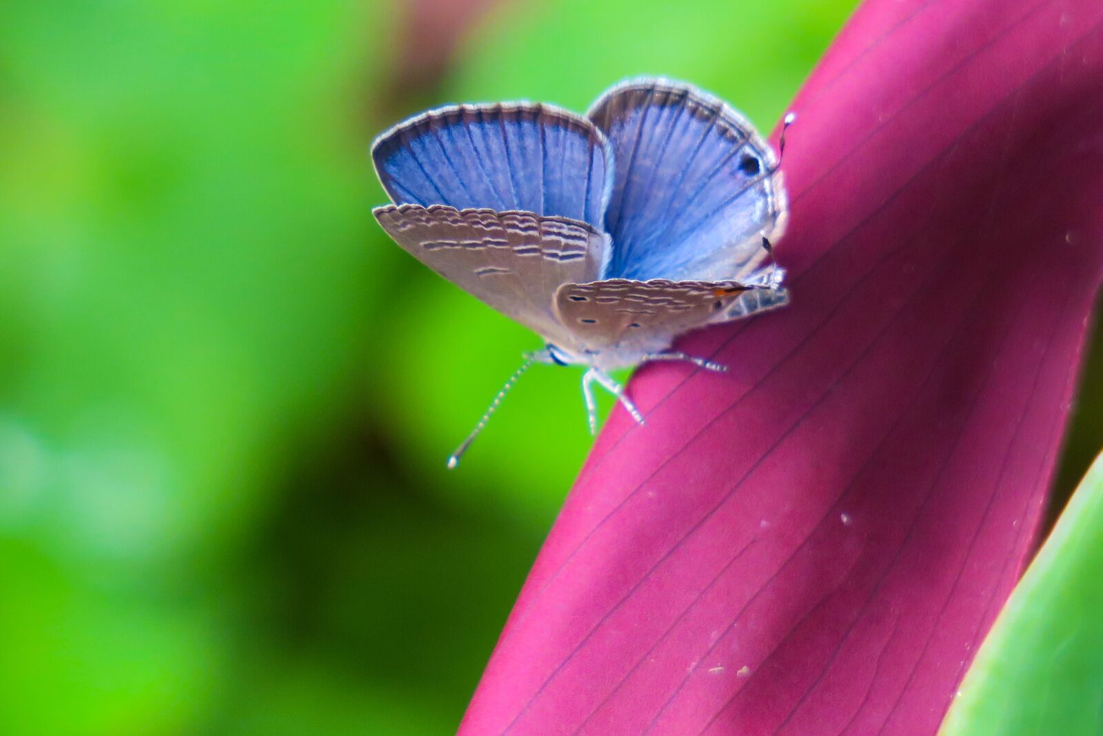 Canon PowerShot G3 X sample photo. Butterfly, nature, insect photography