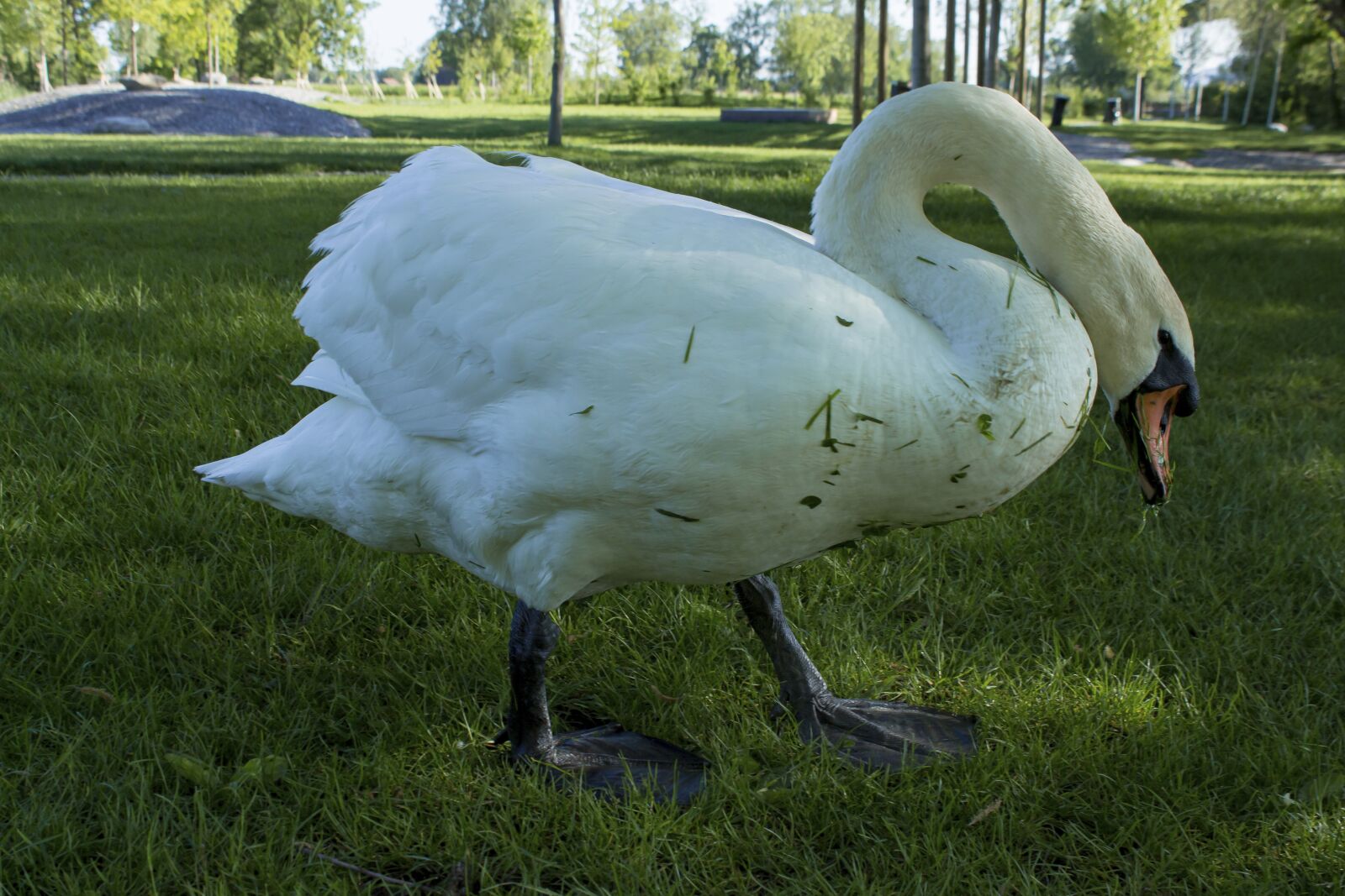 Canon EOS 700D (EOS Rebel T5i / EOS Kiss X7i) sample photo. Swan, swan lake, meadow photography