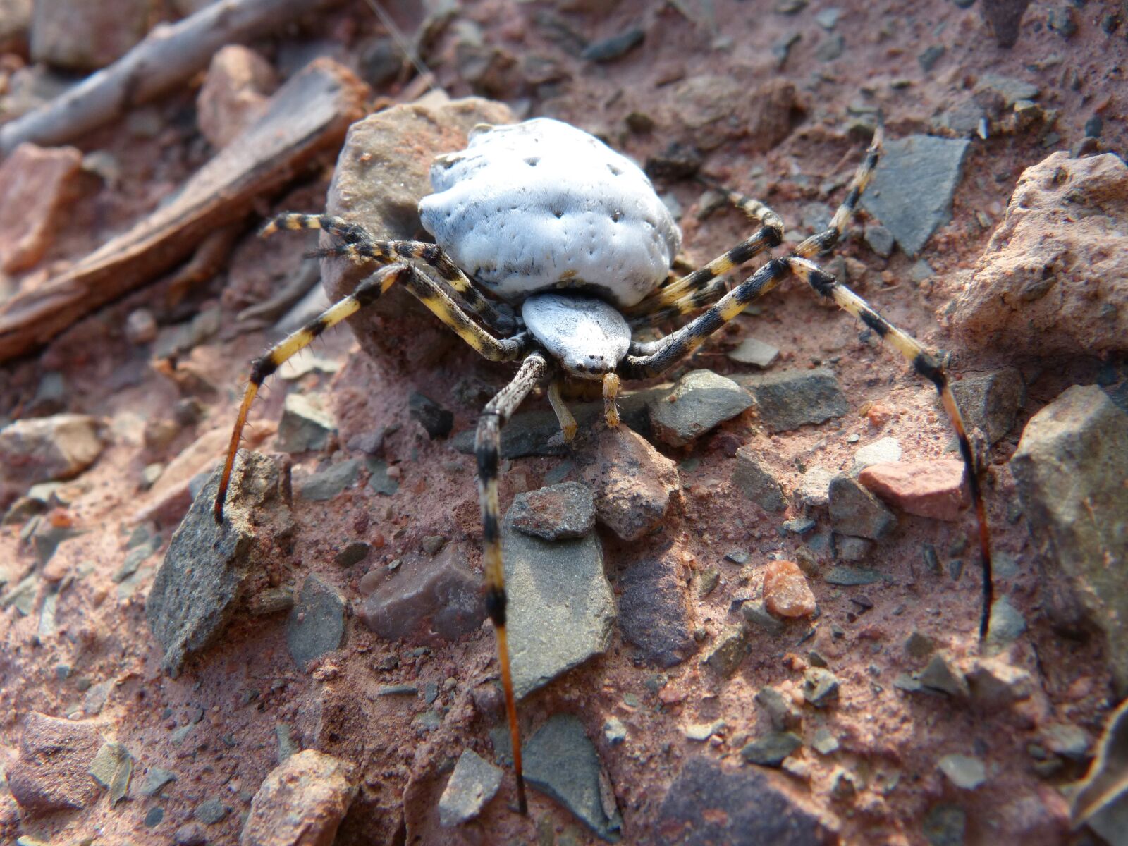 Panasonic DMC-FZ62 sample photo. Spider, spider tiger, detail photography