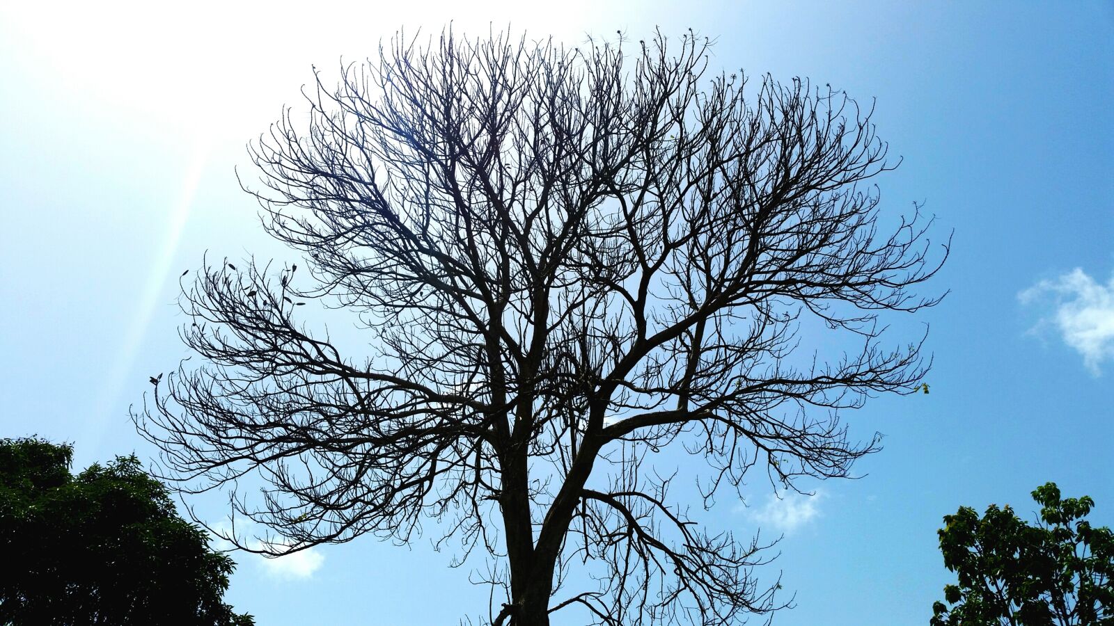 Samsung Galaxy S5 sample photo. Dry, nature, tree photography