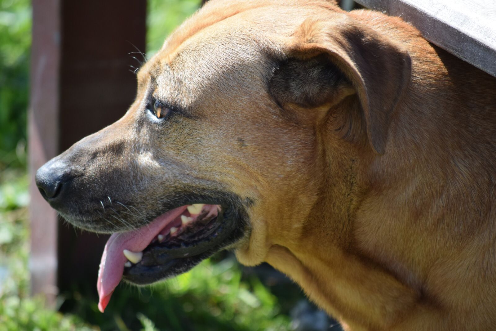 Nikon D3300 sample photo. Dog, pets, animals photography