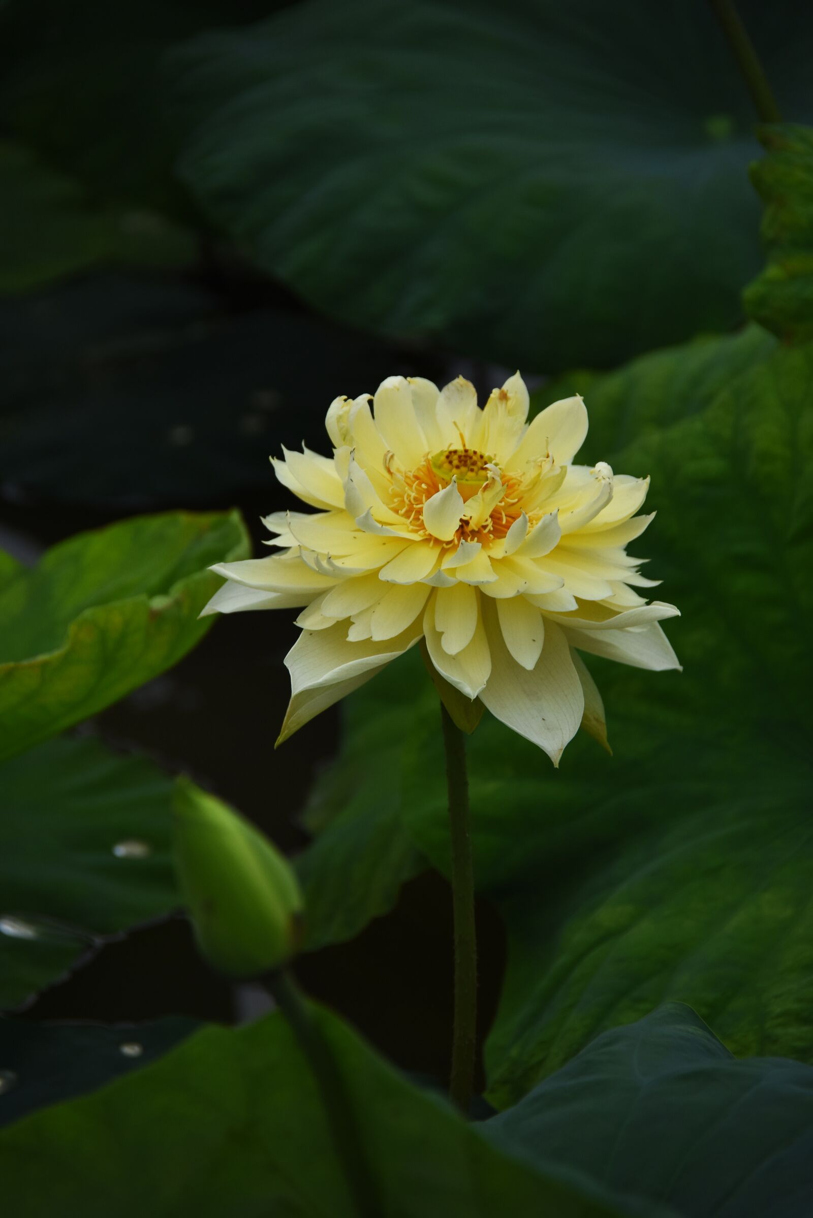 Nikon D7200 sample photo. Golden lotus, dress, outdoor photography