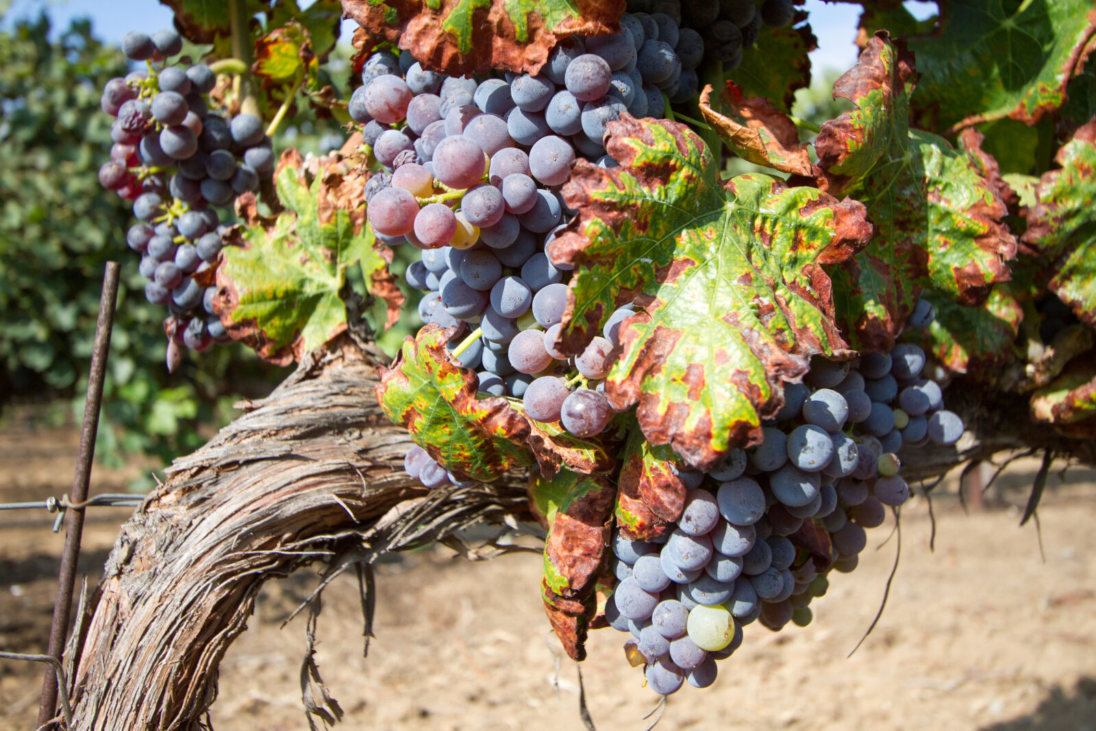 Canon EOS 7D + Canon EF-S 10-22mm F3.5-4.5 USM sample photo. Winery, grapes, harvest, temeculawinecountry photography