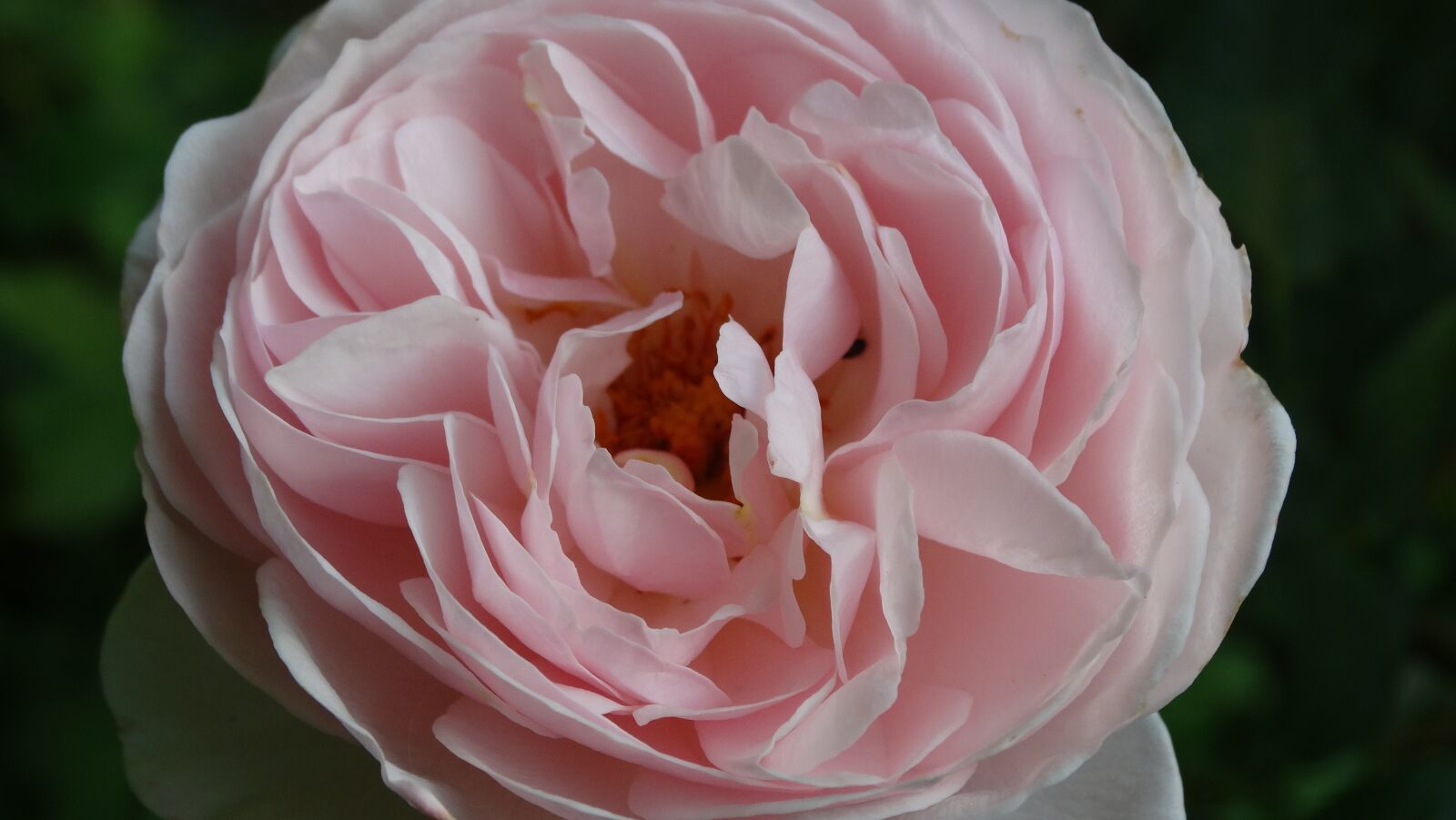 Sony Cyber-shot DSC-HX300 sample photo. Pink, flower, rosebush photography