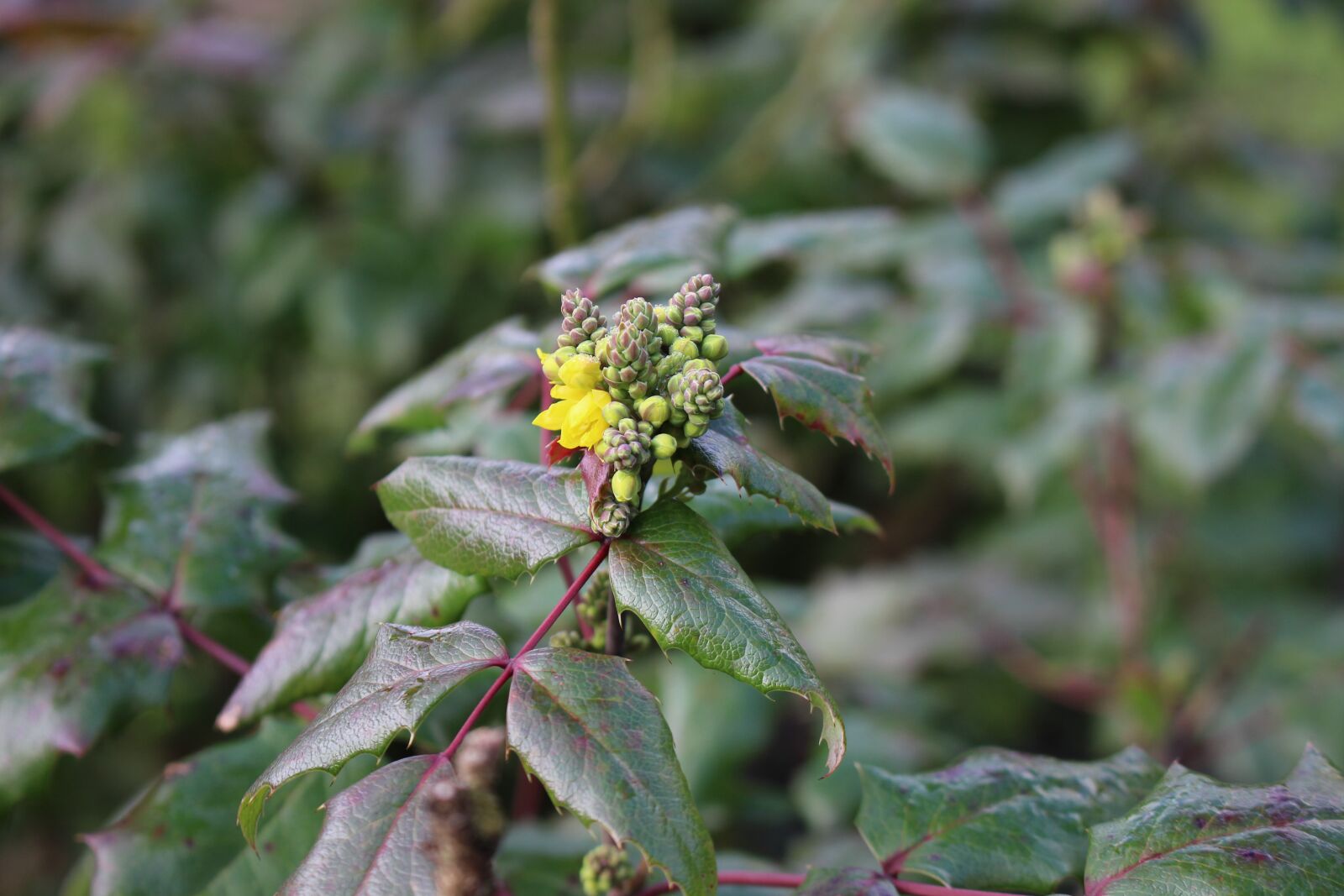 Canon EOS 700D (EOS Rebel T5i / EOS Kiss X7i) sample photo. Yellow, blossom, bloom photography