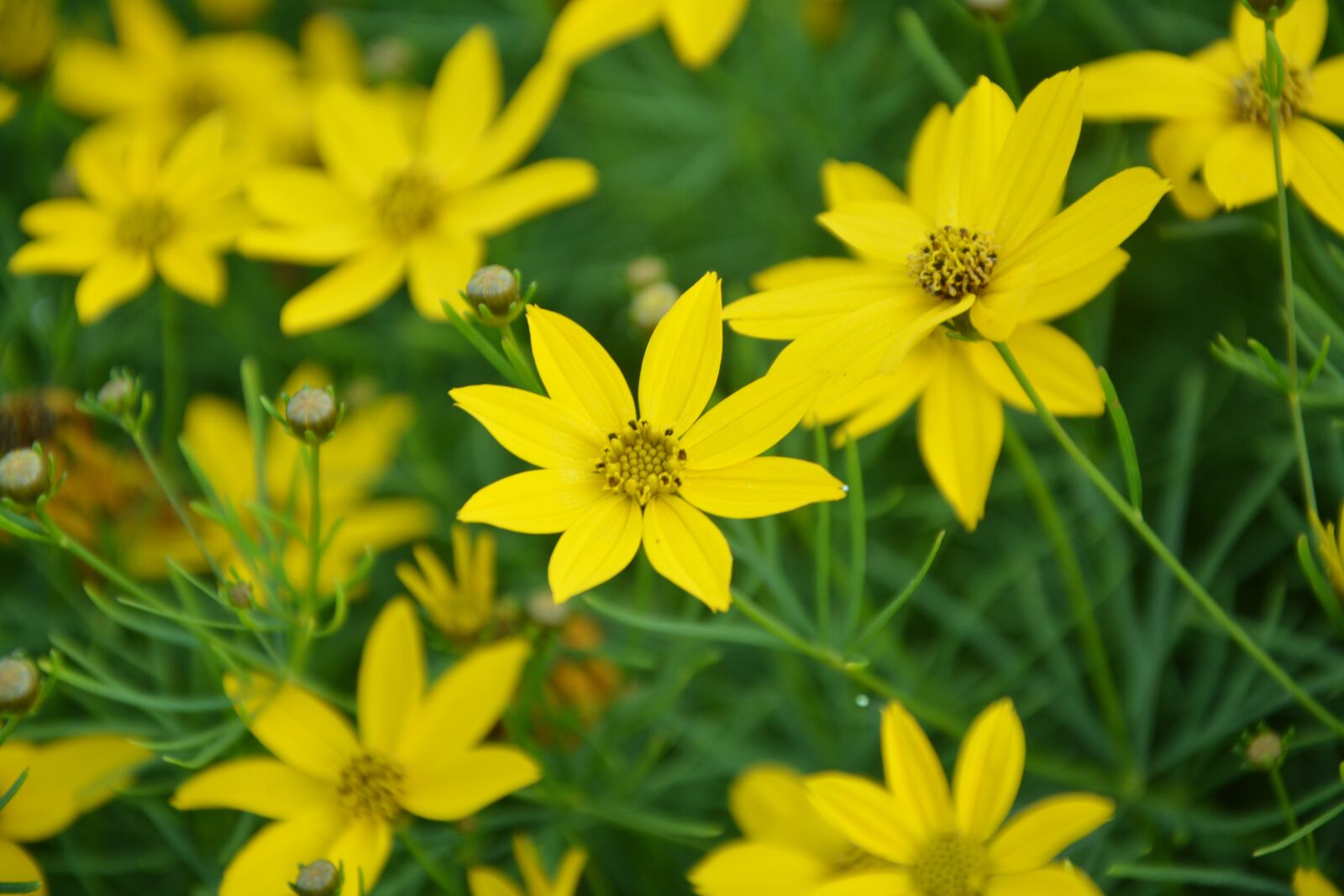 Nikon D5200 sample photo. Yellow flowers, petals, garden photography