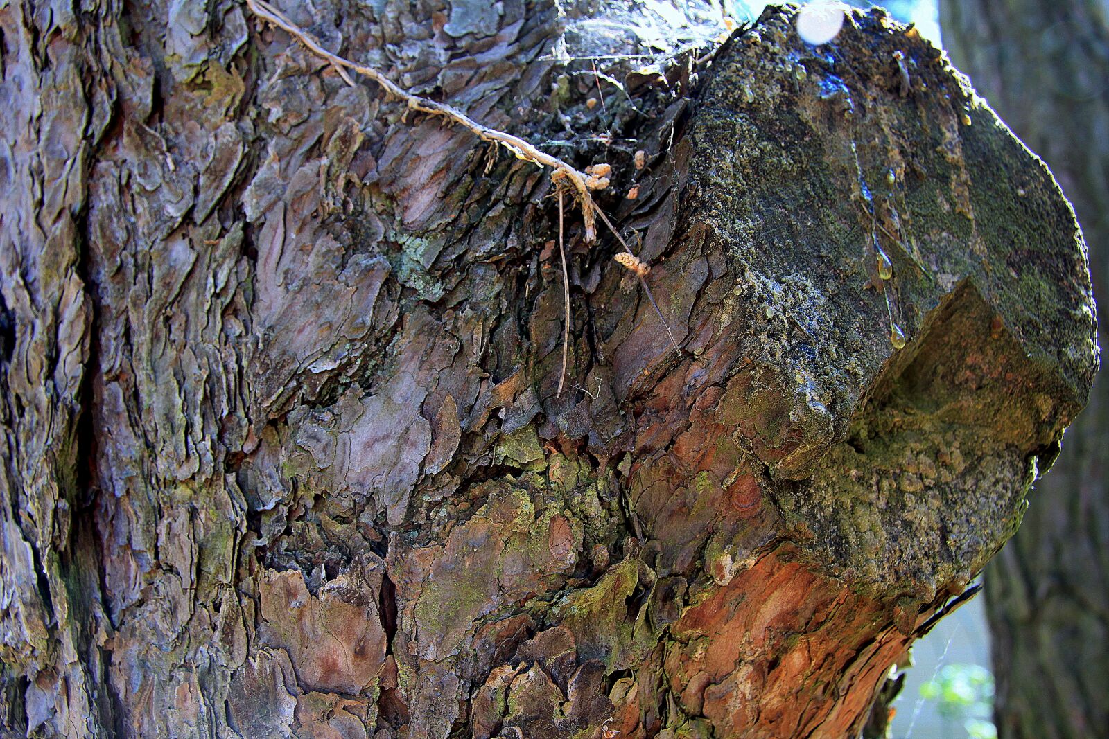 Canon EOS 50D sample photo. Trunk, tree, nature photography