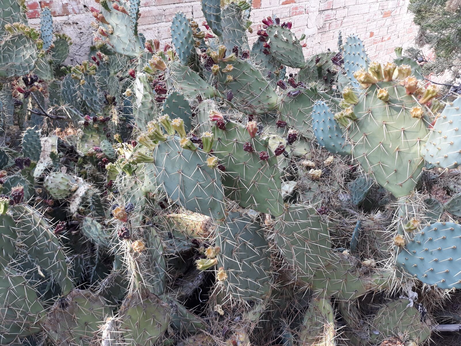 Samsung Galaxy J7 sample photo. Cactus, nature, plant photography