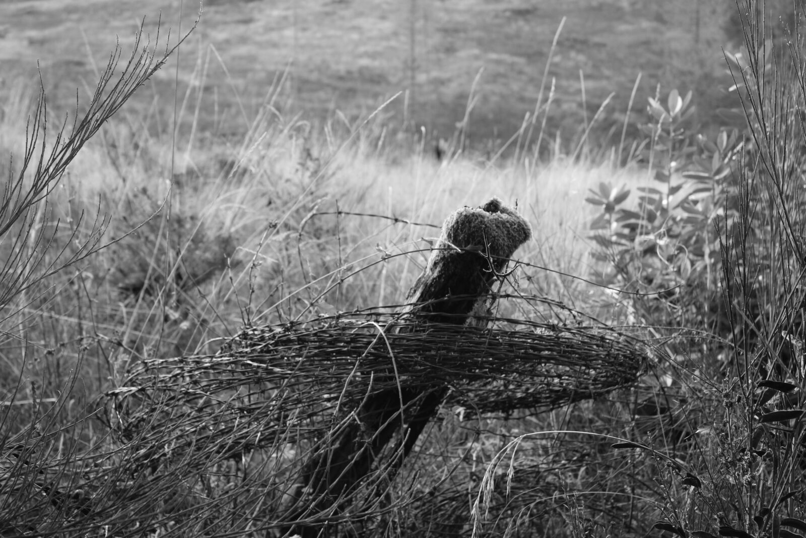 Canon EOS 1200D (EOS Rebel T5 / EOS Kiss X70 / EOS Hi) sample photo. Barbed, wire, old, fence photography