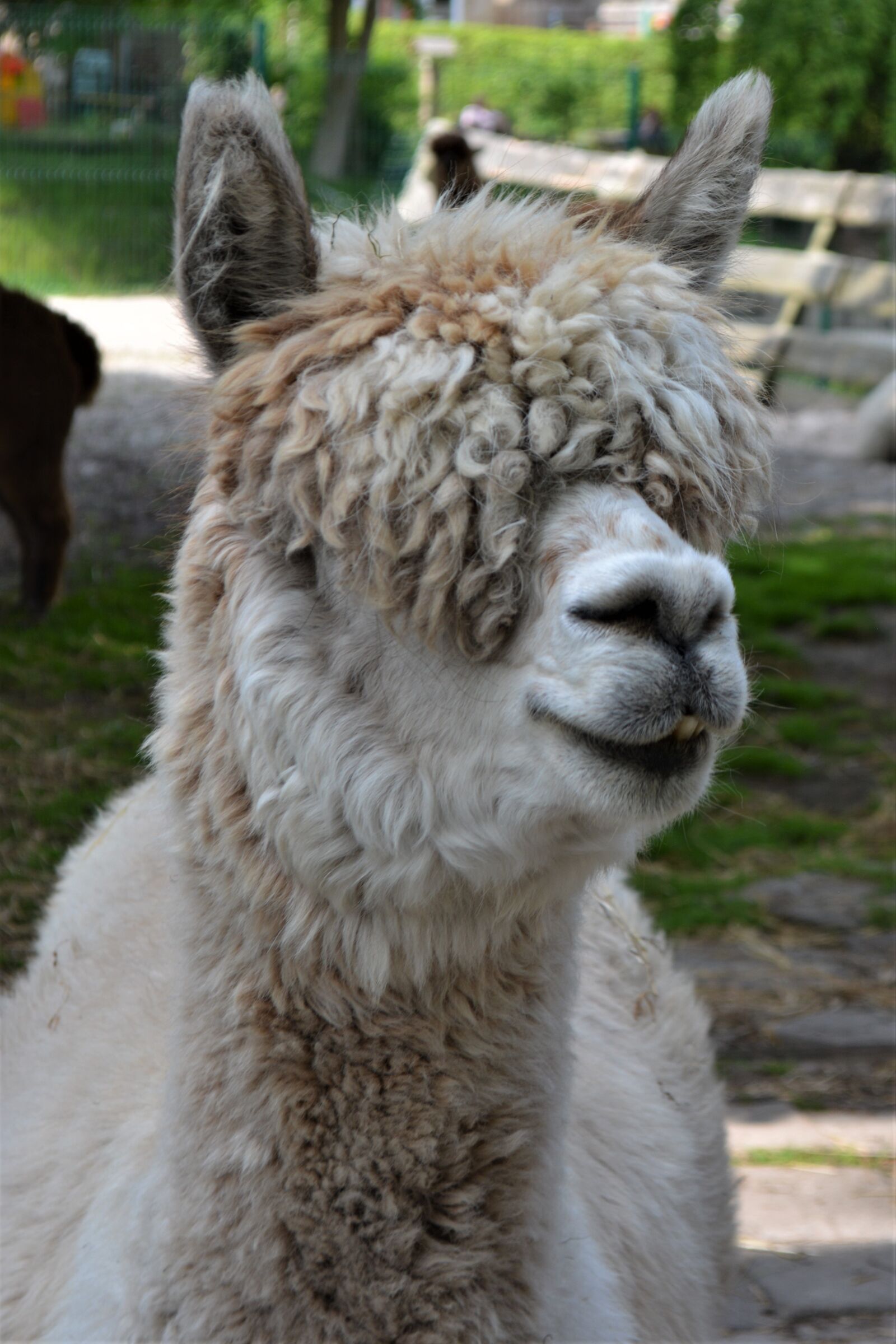 Nikon D5200 sample photo. Alpaca, fluffy, white photography