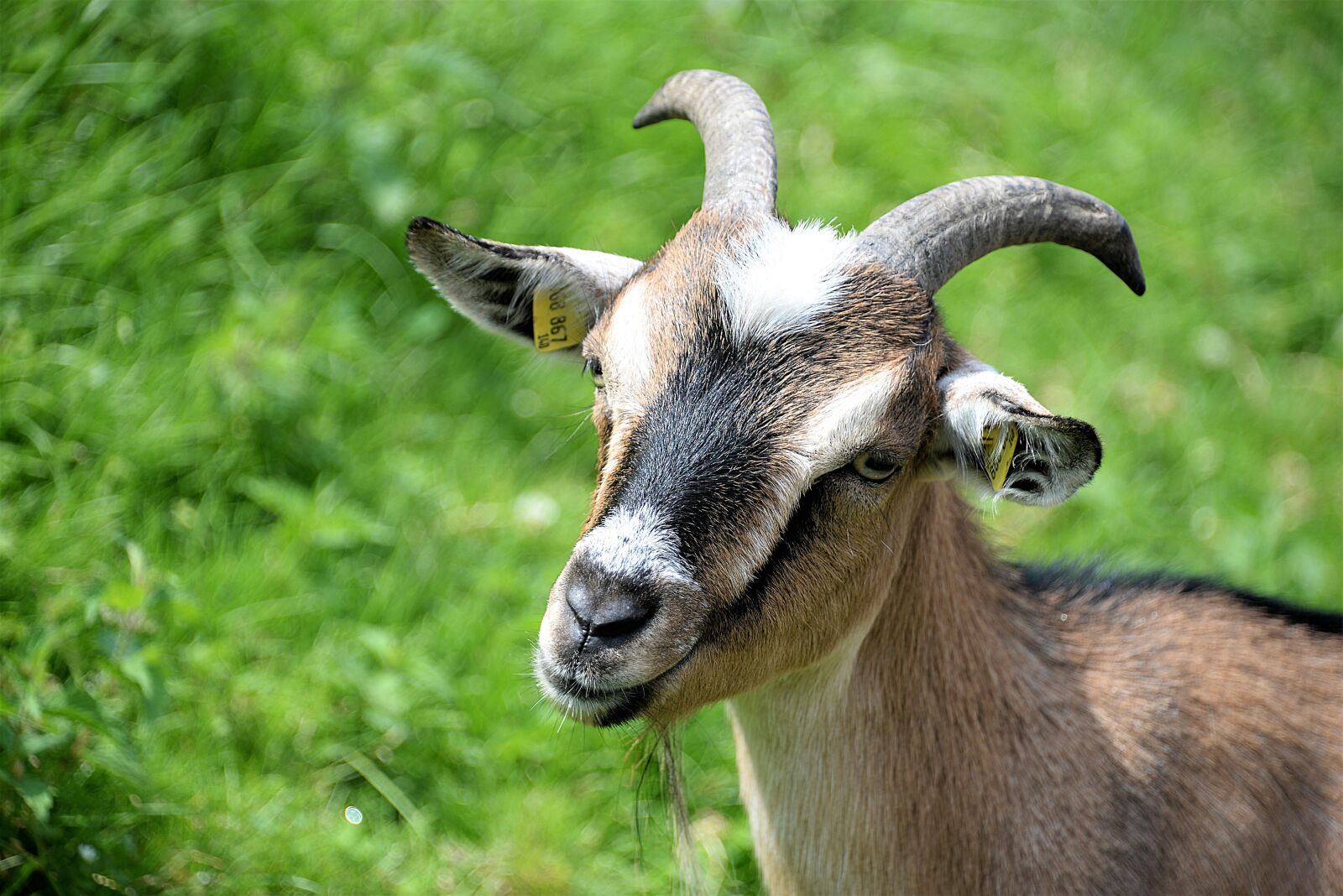 Nikon D610 sample photo. Goat, animal portrait, horned photography
