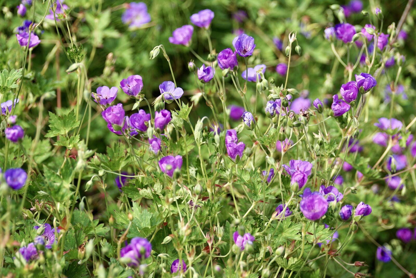 Sony DT 55-300mm F4.5-5.6 SAM sample photo. Cranesbill, blossom, bloom photography